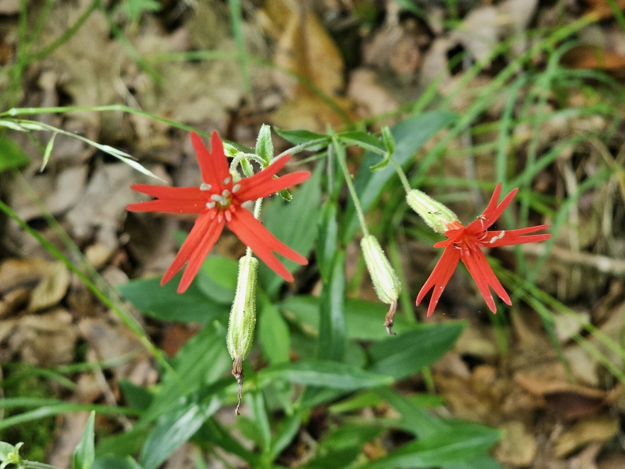 Another solitary wildflower along our hike, Fire Pink.