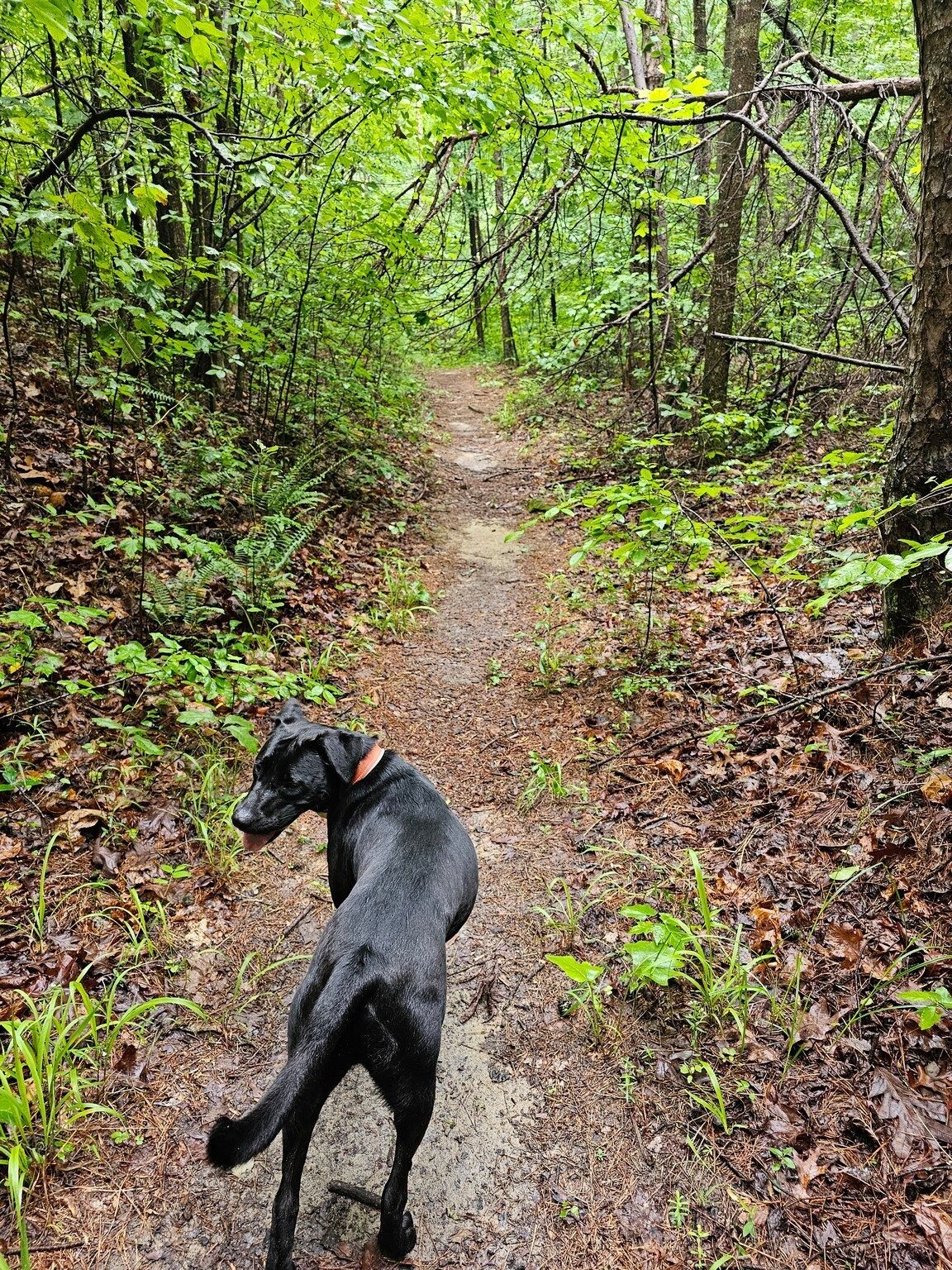 Toby is leading this section of the hike.