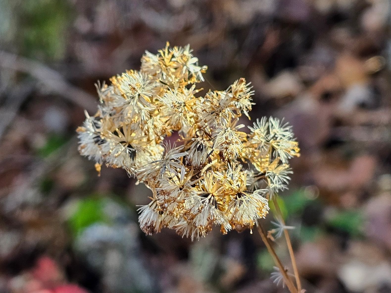 Even these frost-bitten bloomheads have some beauty left in them.