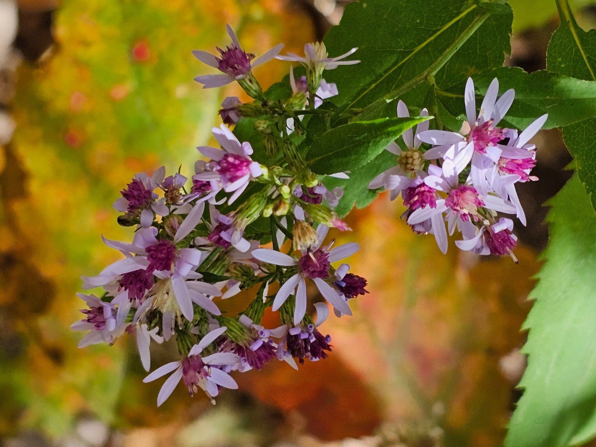 Lots of these Blue Wood Aster.