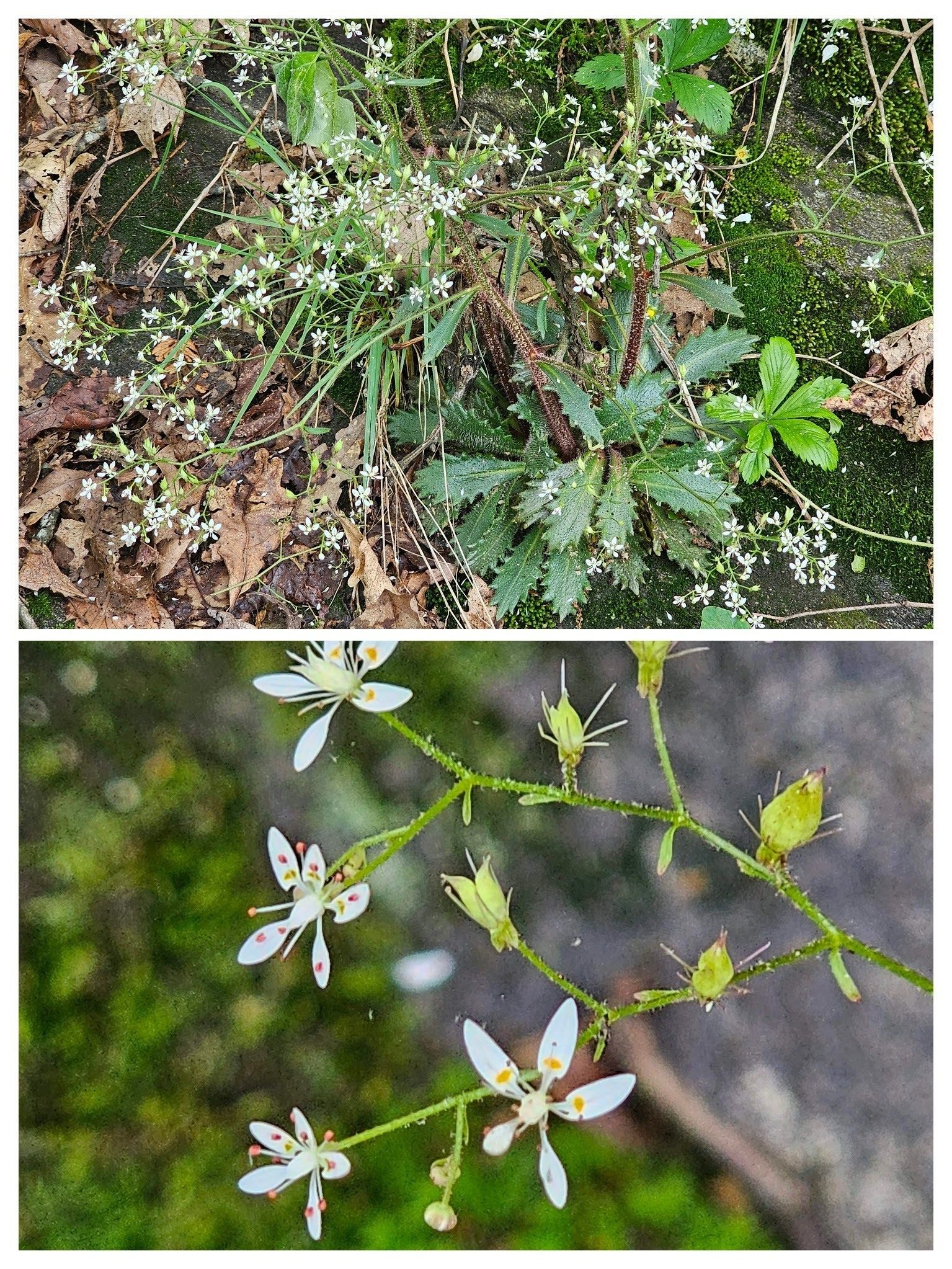 Quite a number of Michaux's Pseudosaxifrage