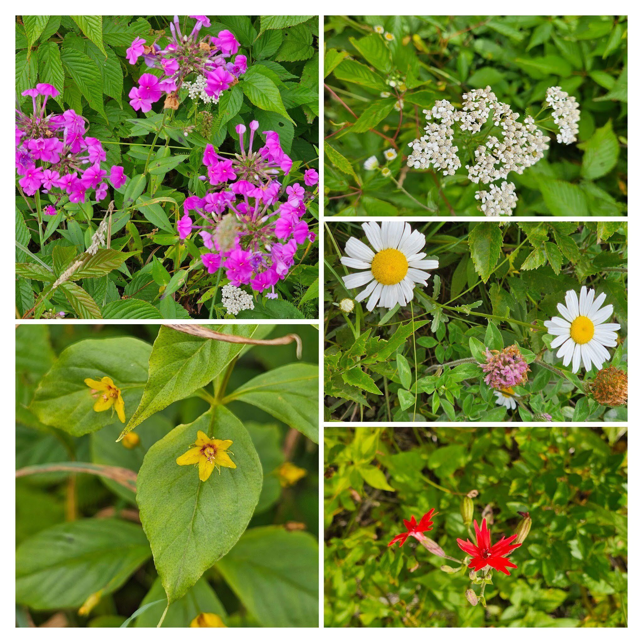 Some of the many wildflowers in the meadow going up Siler Bald.