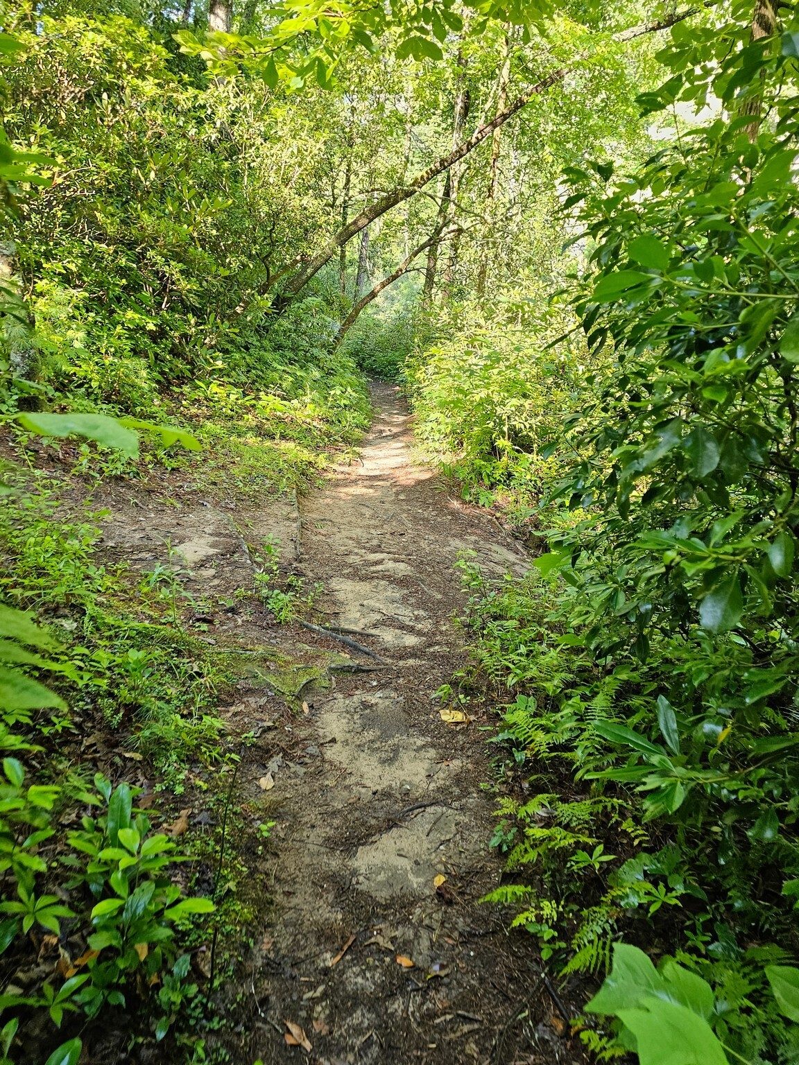 The trail was in pretty good shape today showing ongoing maintenance.