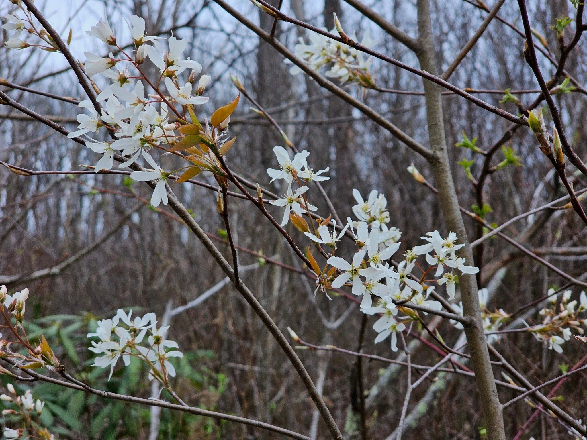 Serviceberry along the final segment of the trail to the peak of Big Scaly.