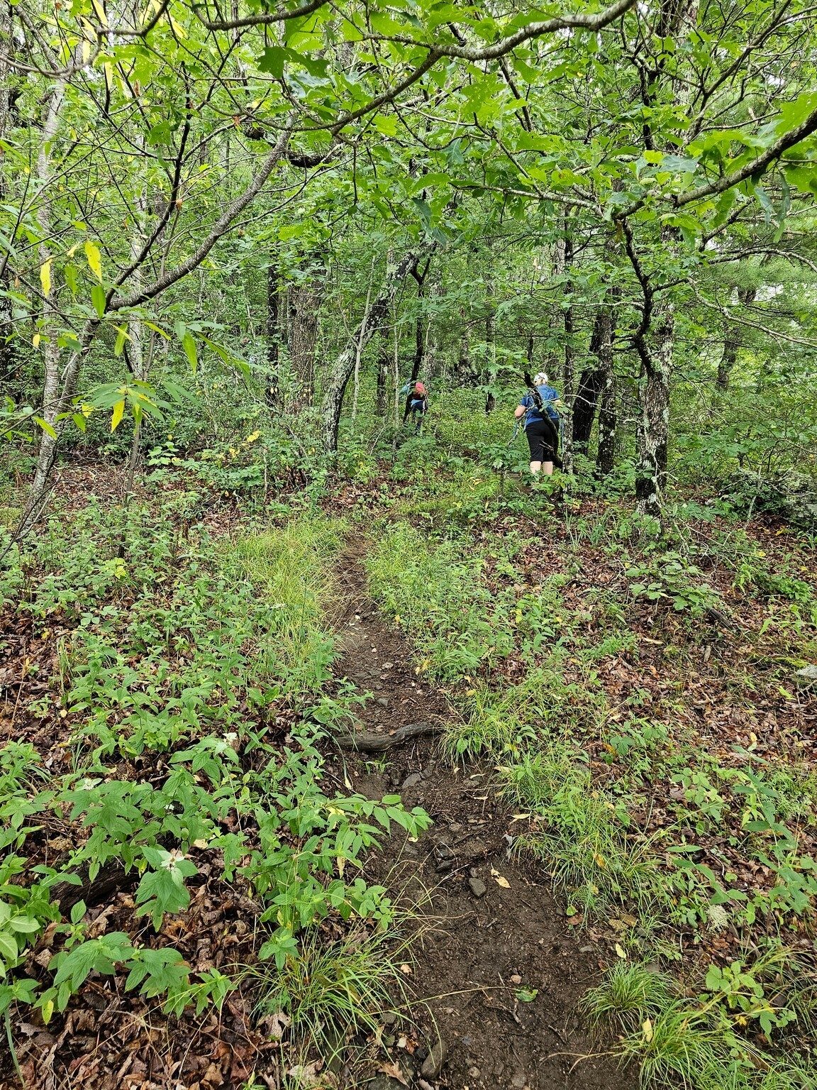 Returning to the trail from Lookout #3 was a bit of a climb.