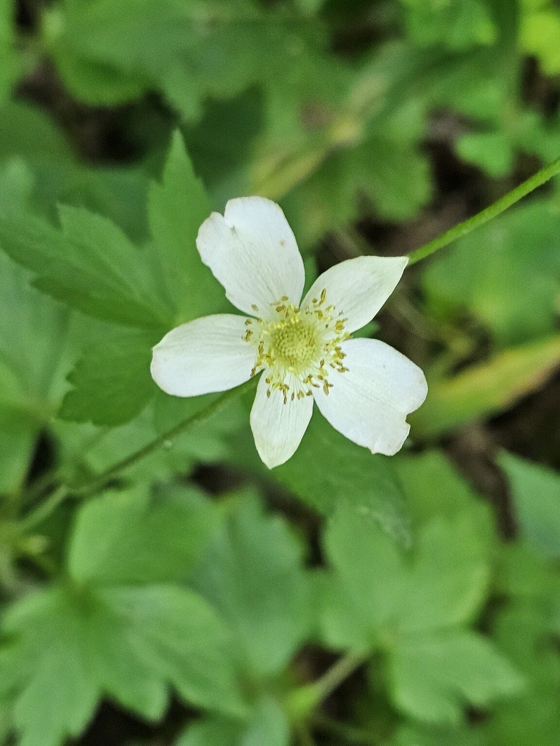 A solitary example of Wood Anemone.