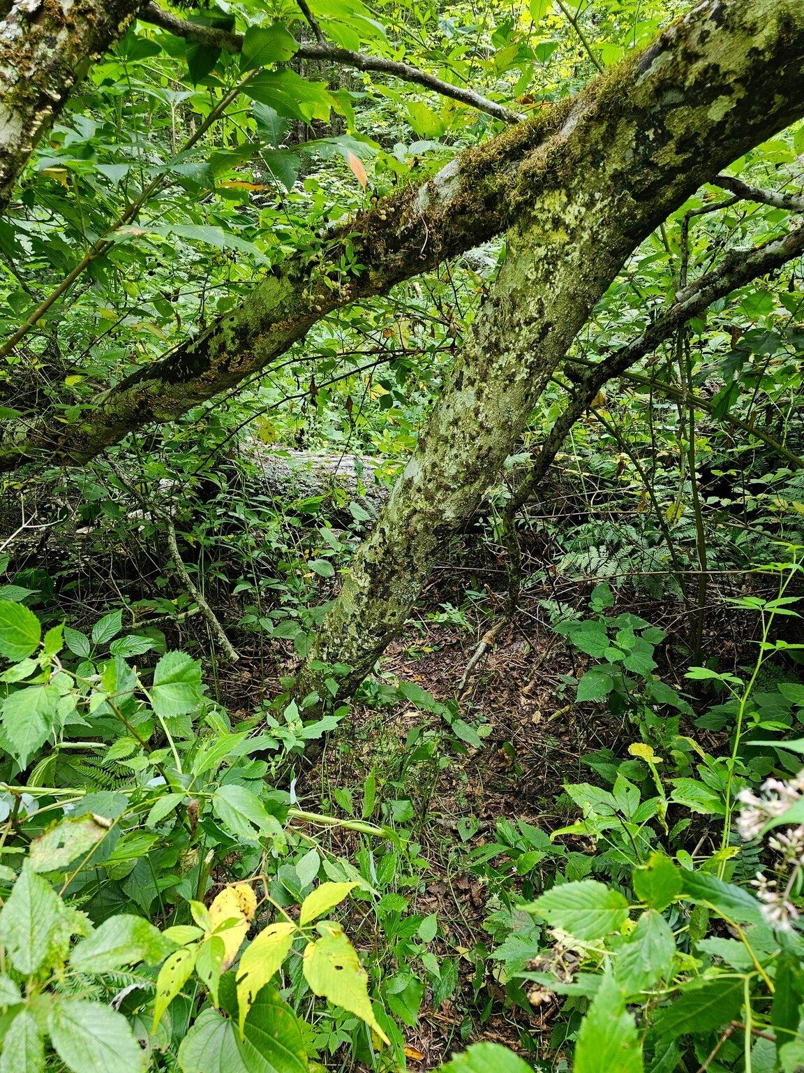 What trail? Another blowdown.