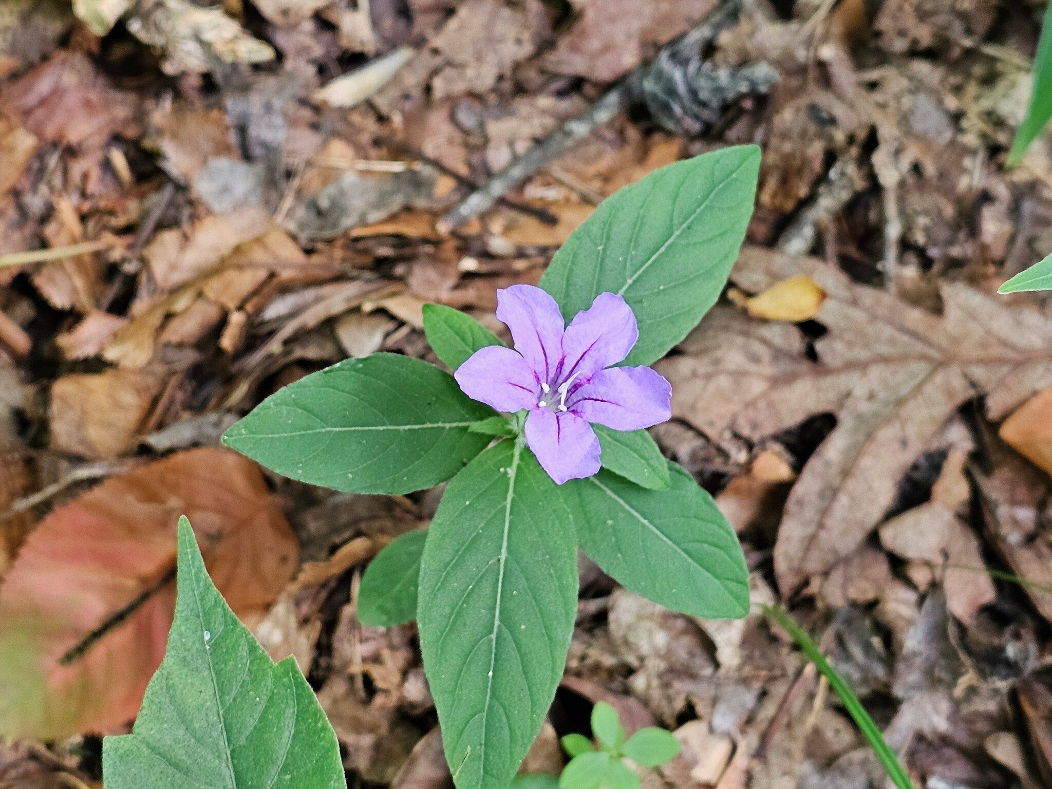 This Wild Petunia was the first wildflower sighting.
