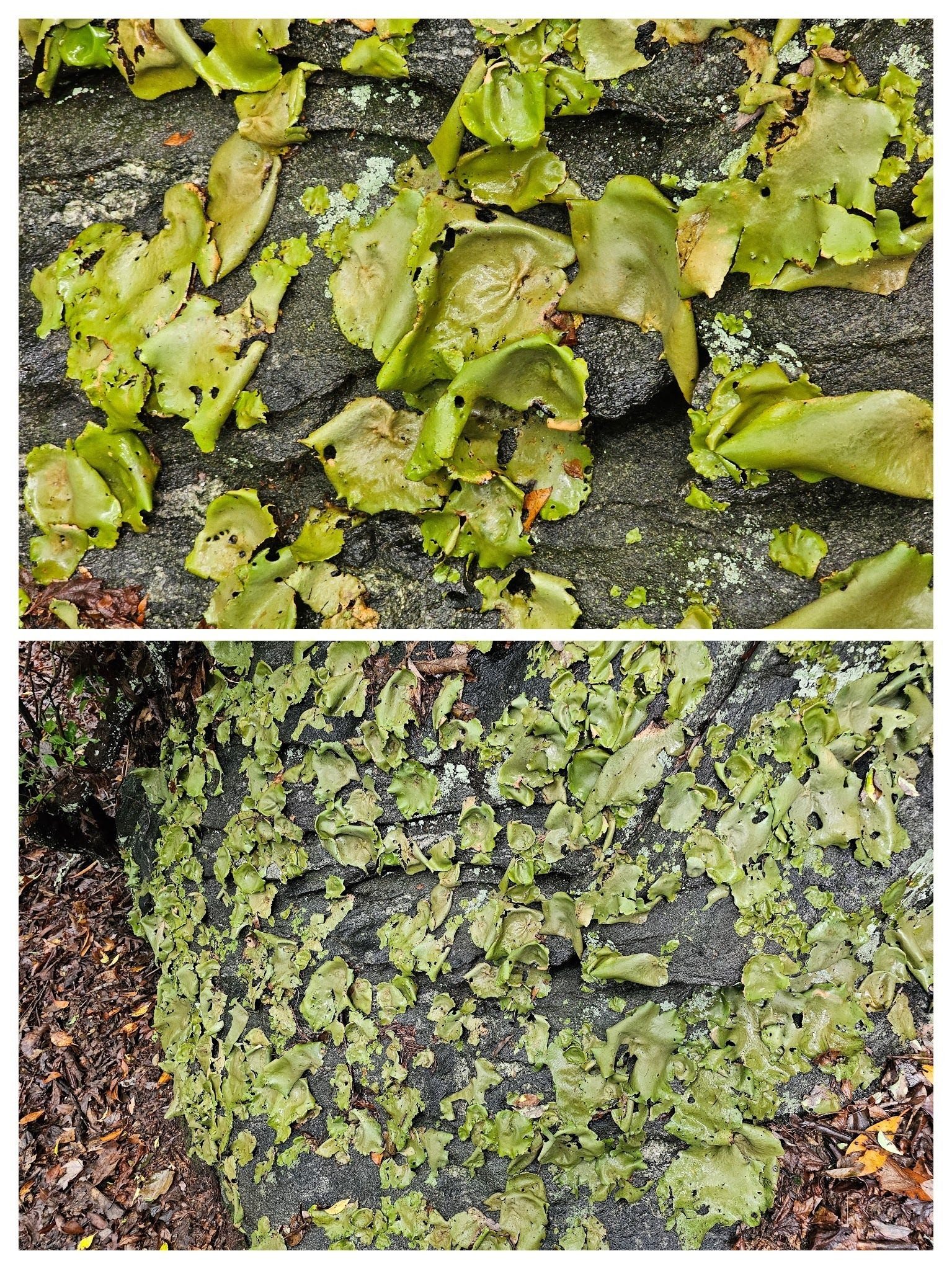 We saw a large boulder covered with this Smooth Rock Tripe on out way to Lookout #1.