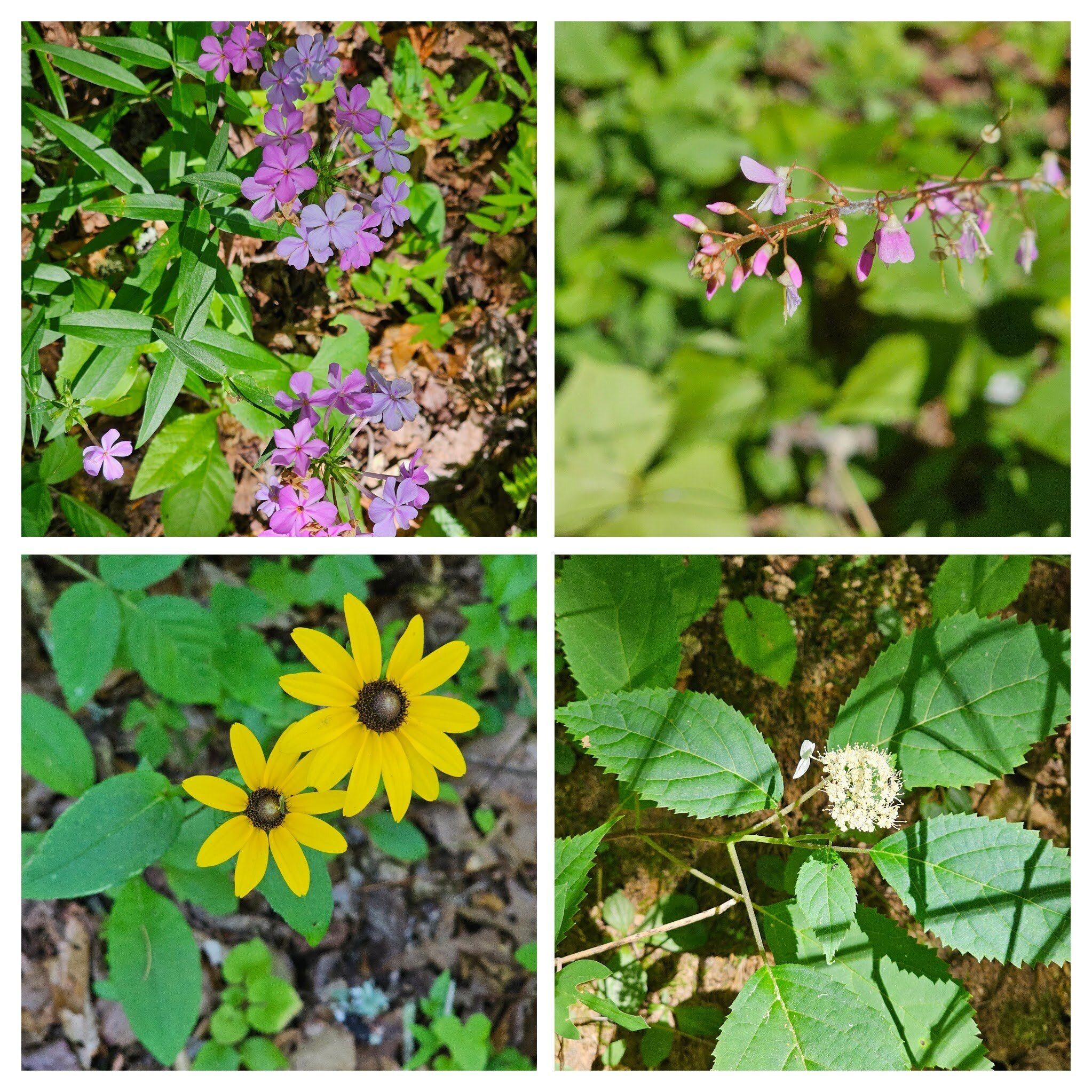 Other wildflowers on the Wetlands Loop.  Clockwise from UL: Thick-leaf phlox; Beggar Lice; Native Hydrangea & Black-eyed Susan