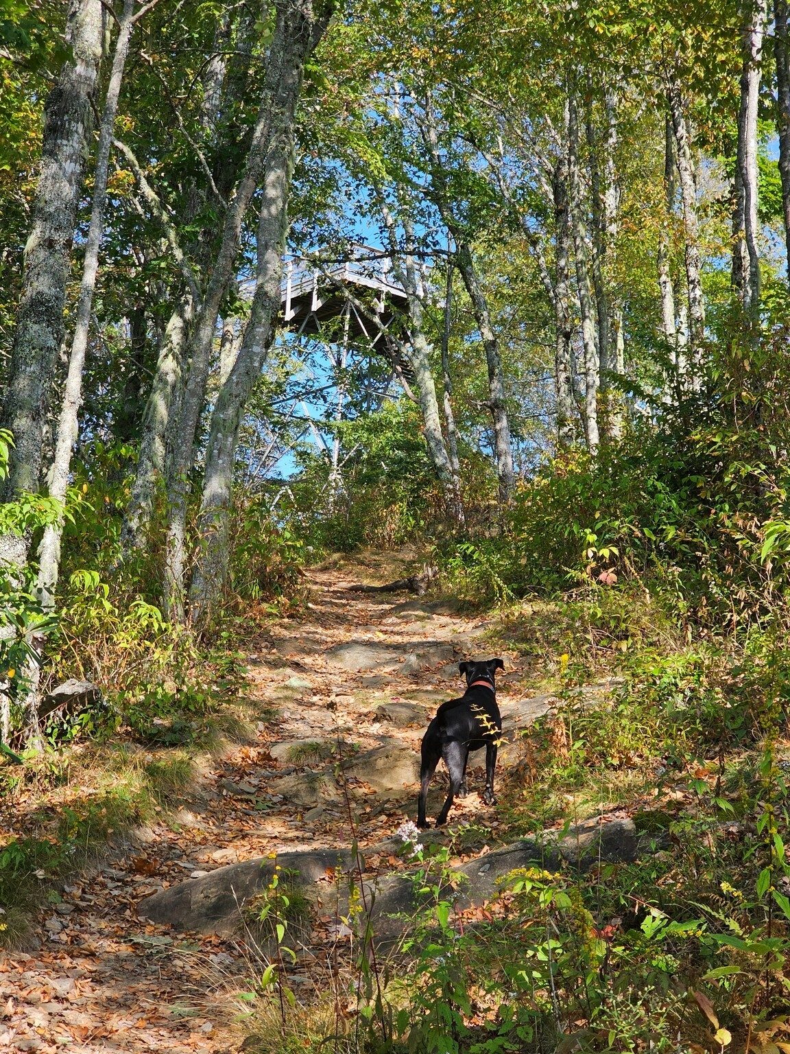 Hey, it's the fire tower.