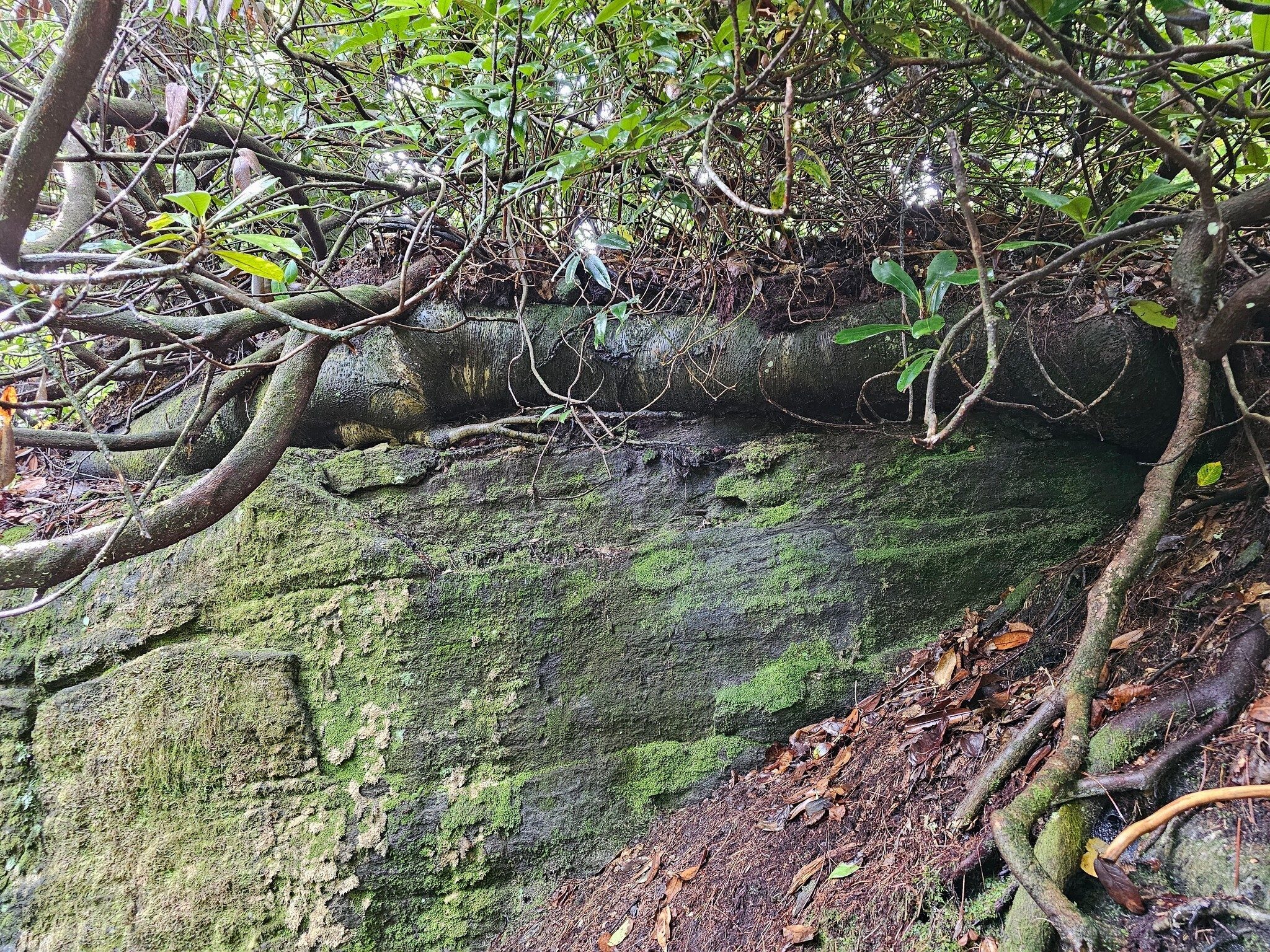 Check out the size of the root atop this boulder.