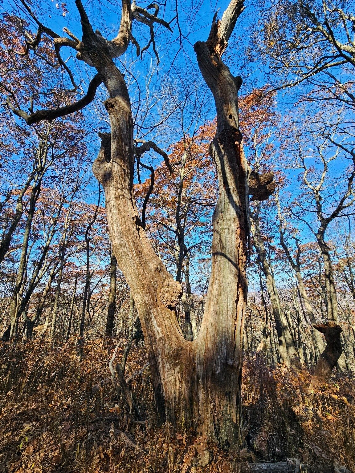 This dead double-trunked tree was still quite majestic.