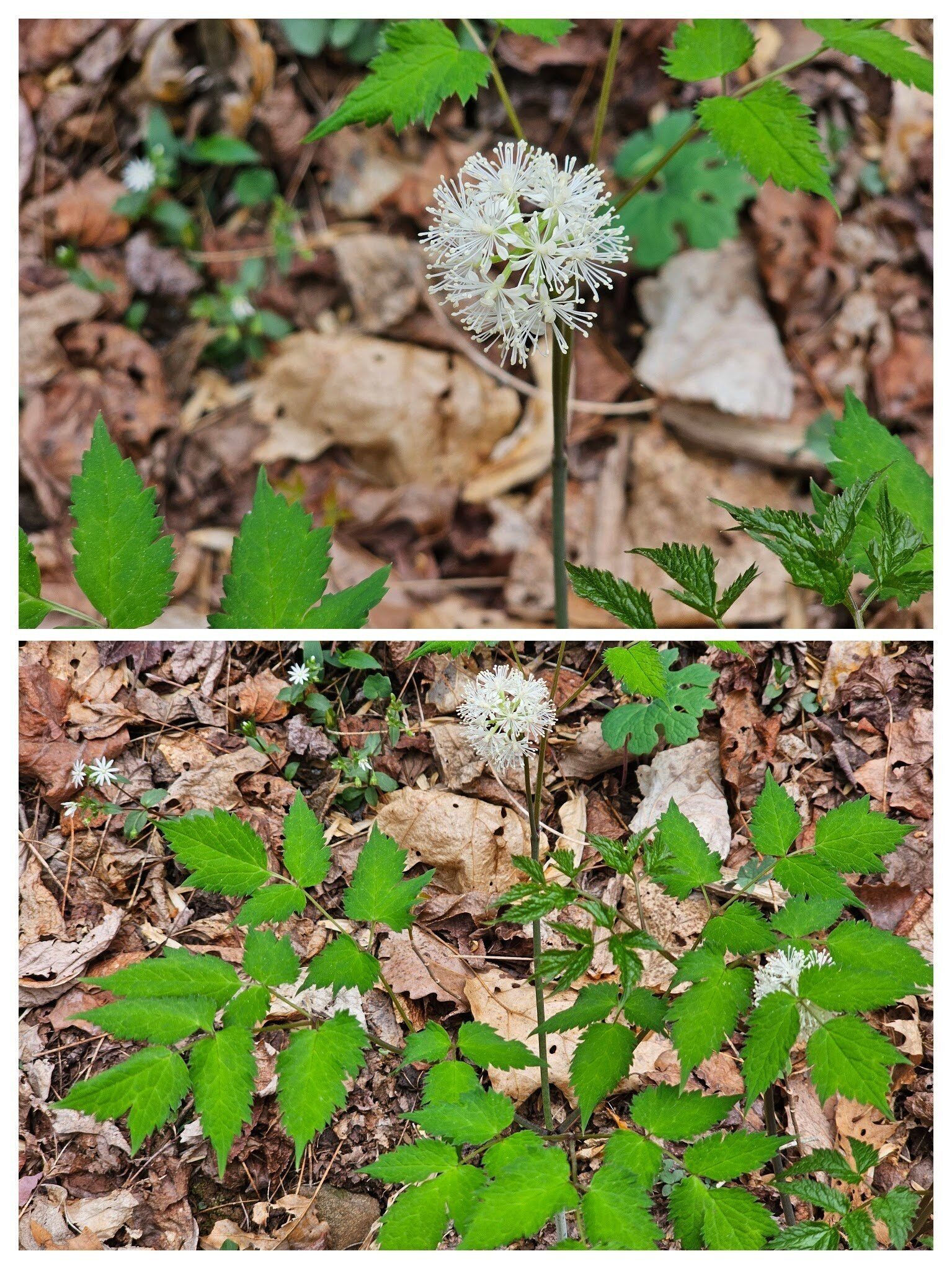 A few examples of White baneberry towards the end of the hike.