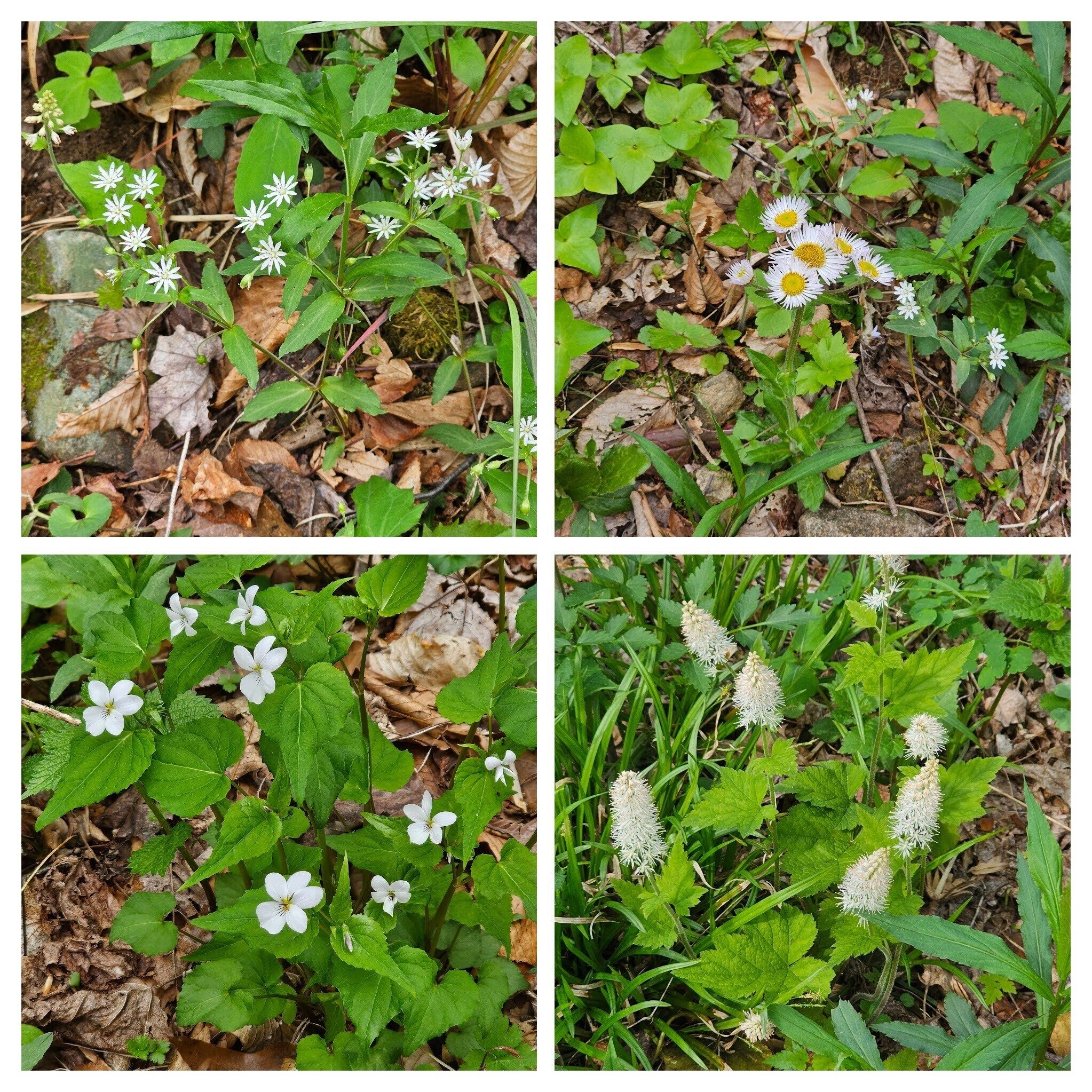 Lots of other white wildflowers nearby: UL-Star Chickweed; UR-Daisy Fleabane; LR-Foam Flower; LL-Woodland White Violet