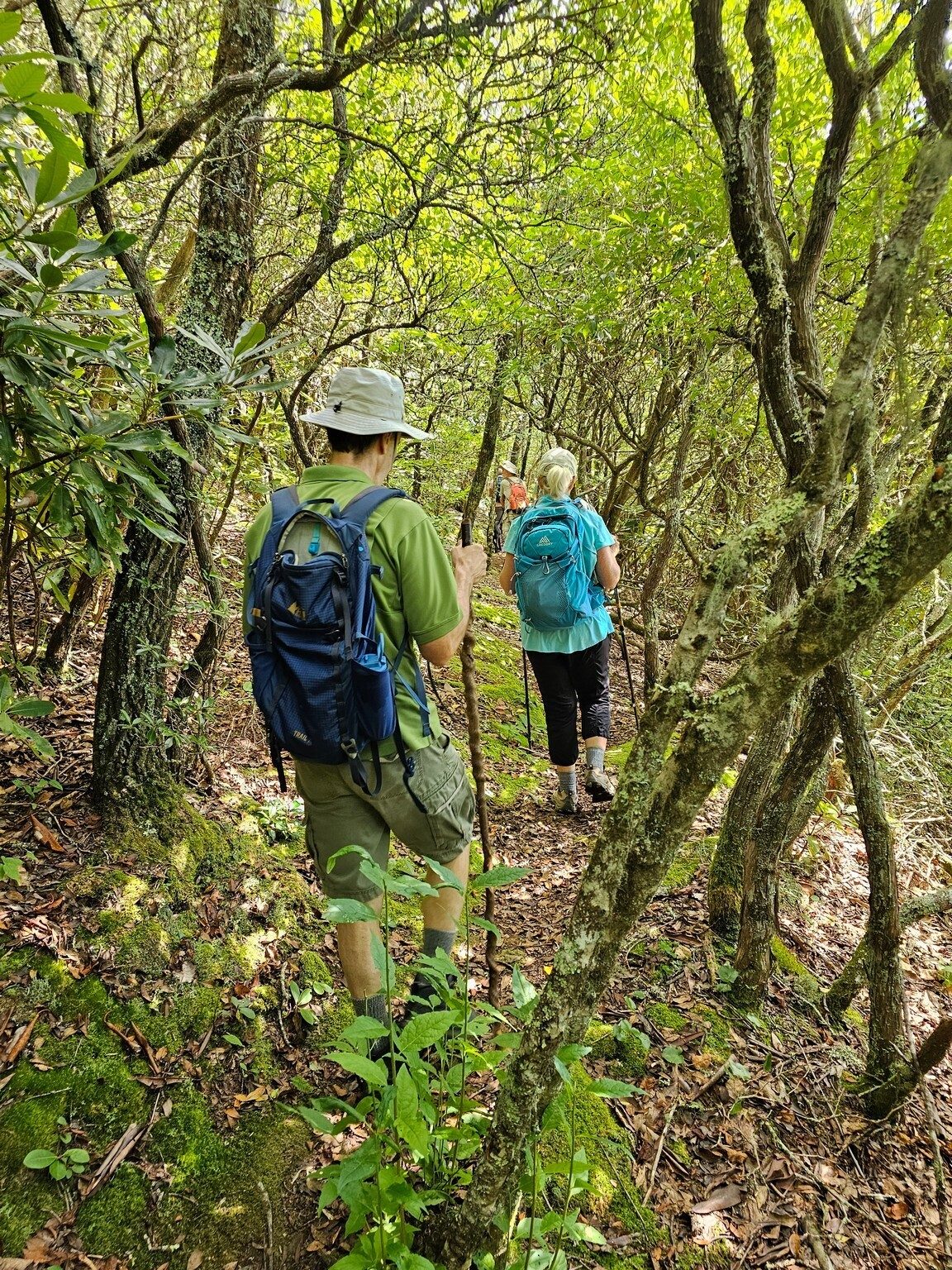 Some nice Rhododendron tunnels, too.
