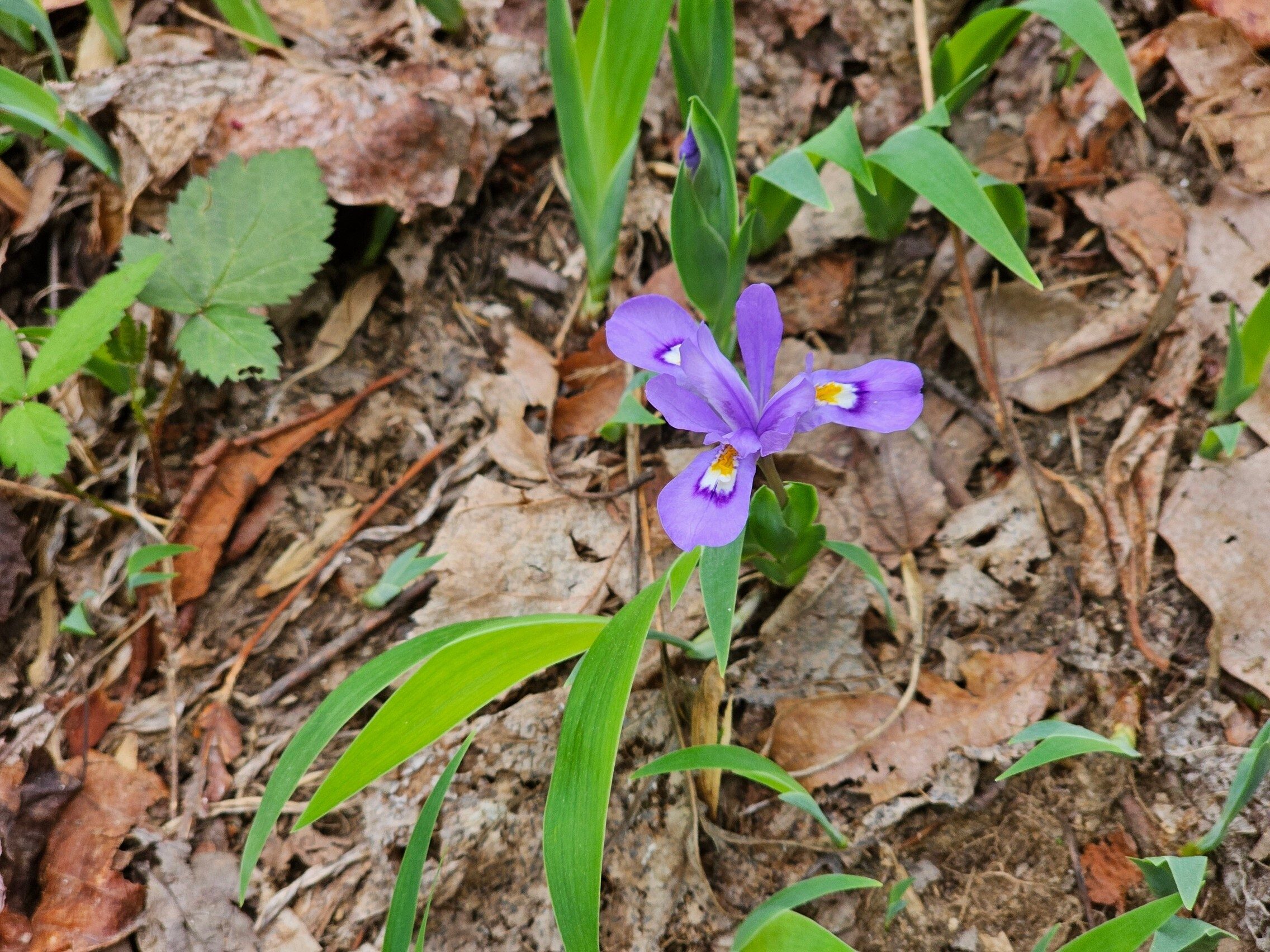 Oop!  Almost forgot the Dwarf Iris we saw.