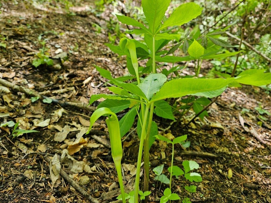 A Jack in the Pulpit spotted on our return leg.