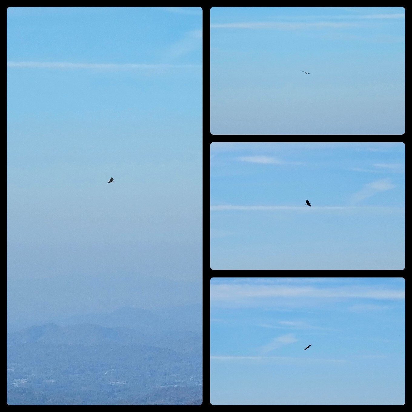 Quite a sight to see this Bald Eagle circling over the Tallulah River Valley as we departed Standing Indian.