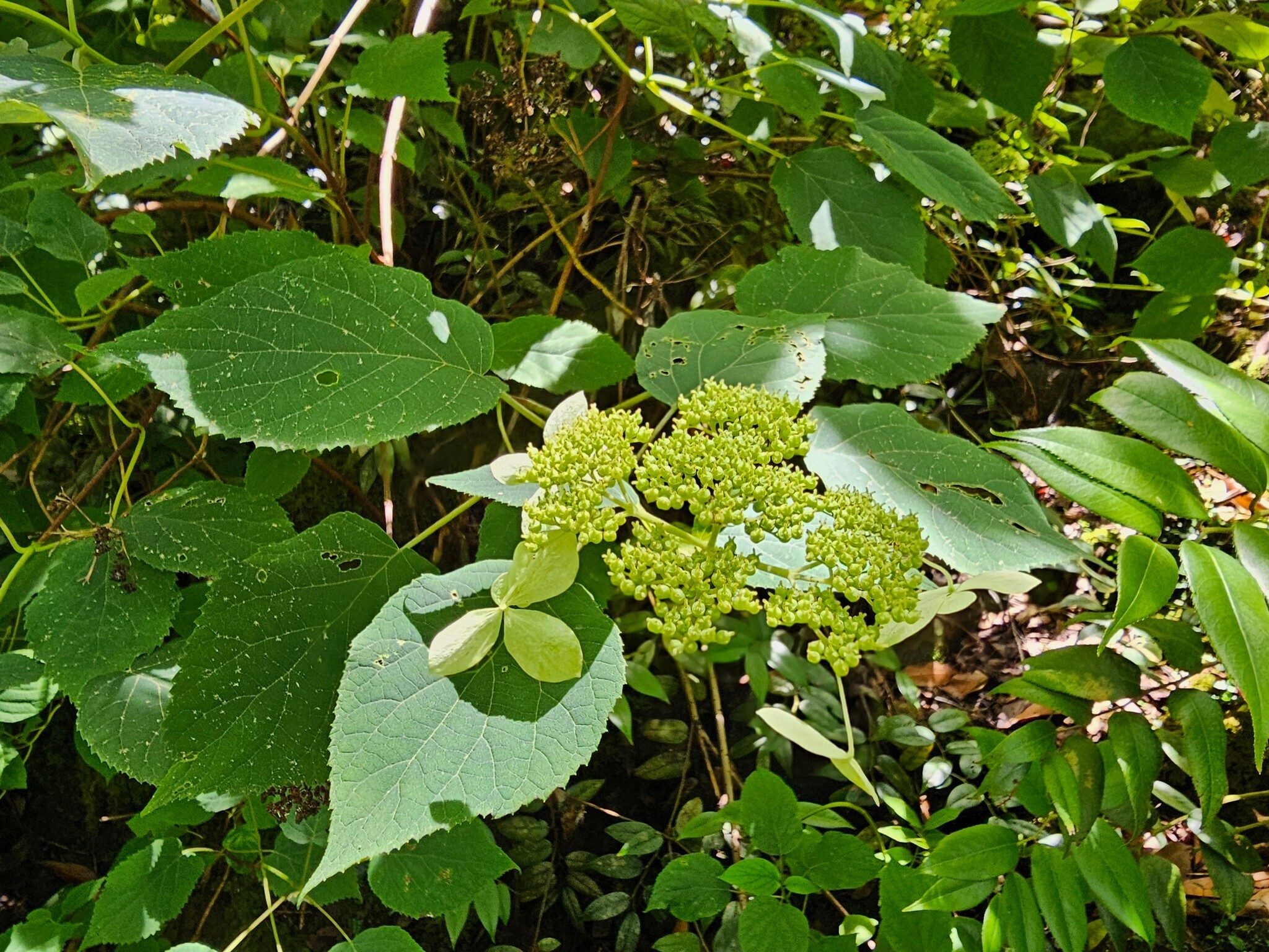 Some Wild Hydrangea along the way.