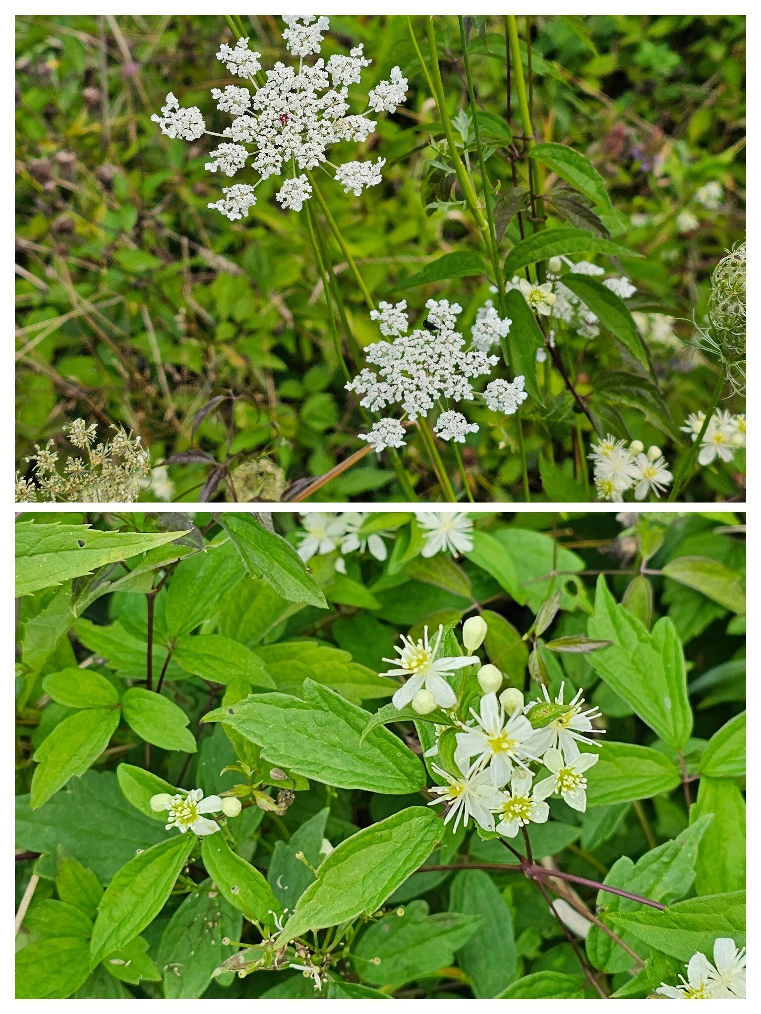 Queen Anne's Lace (top) & Virgin's-bower (Clematis) (bottom).