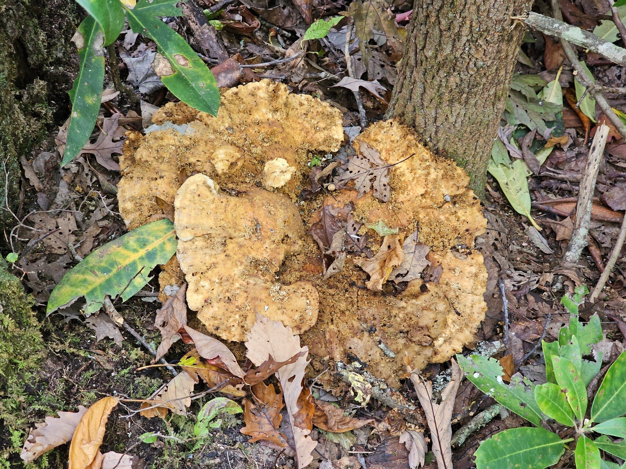 Ken pointed out this almost only, but largest fungus of the day, as we finished our hike.