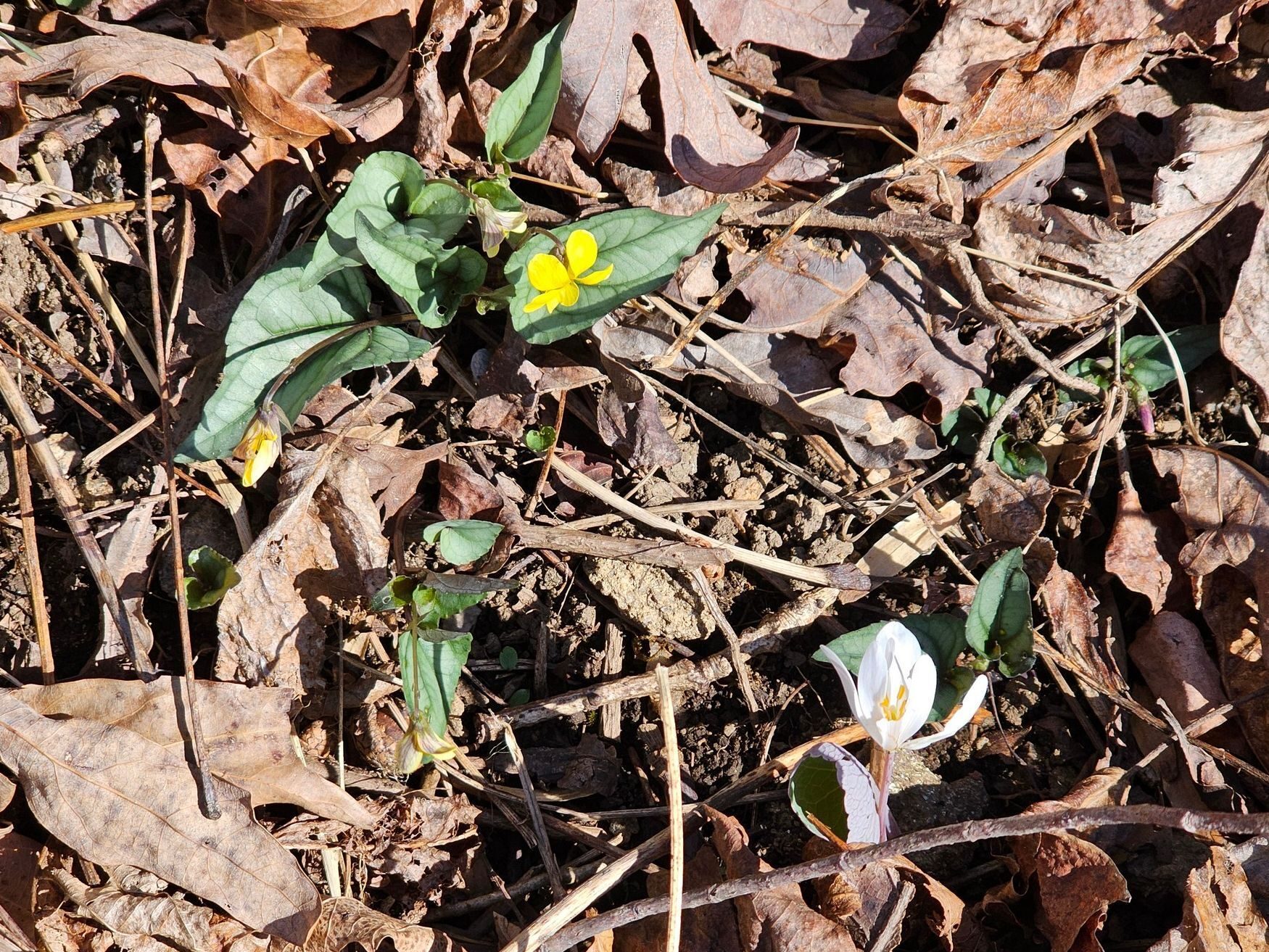 Even a Halberd-leaved Violet & Bloodroot combo.