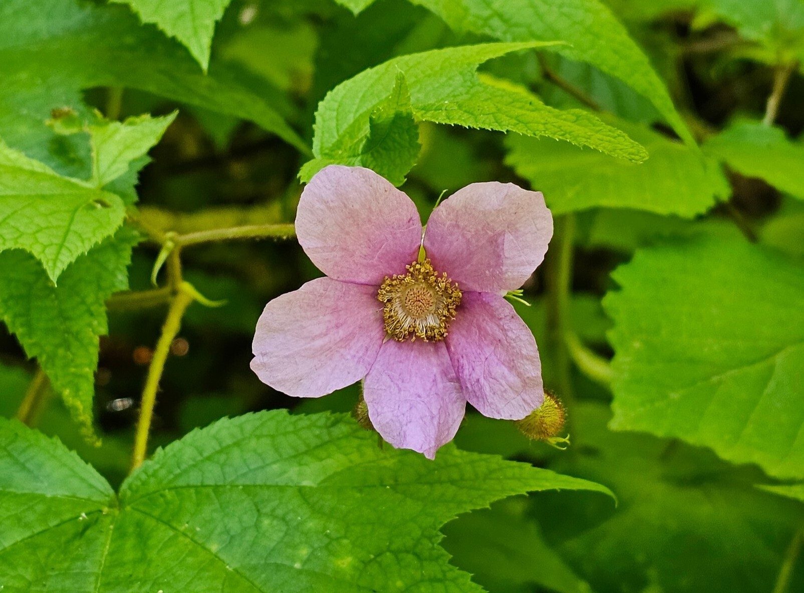 Looks like a wild rose, but it is not.  Heather was right, it's a Purple-flowering Raspberry.