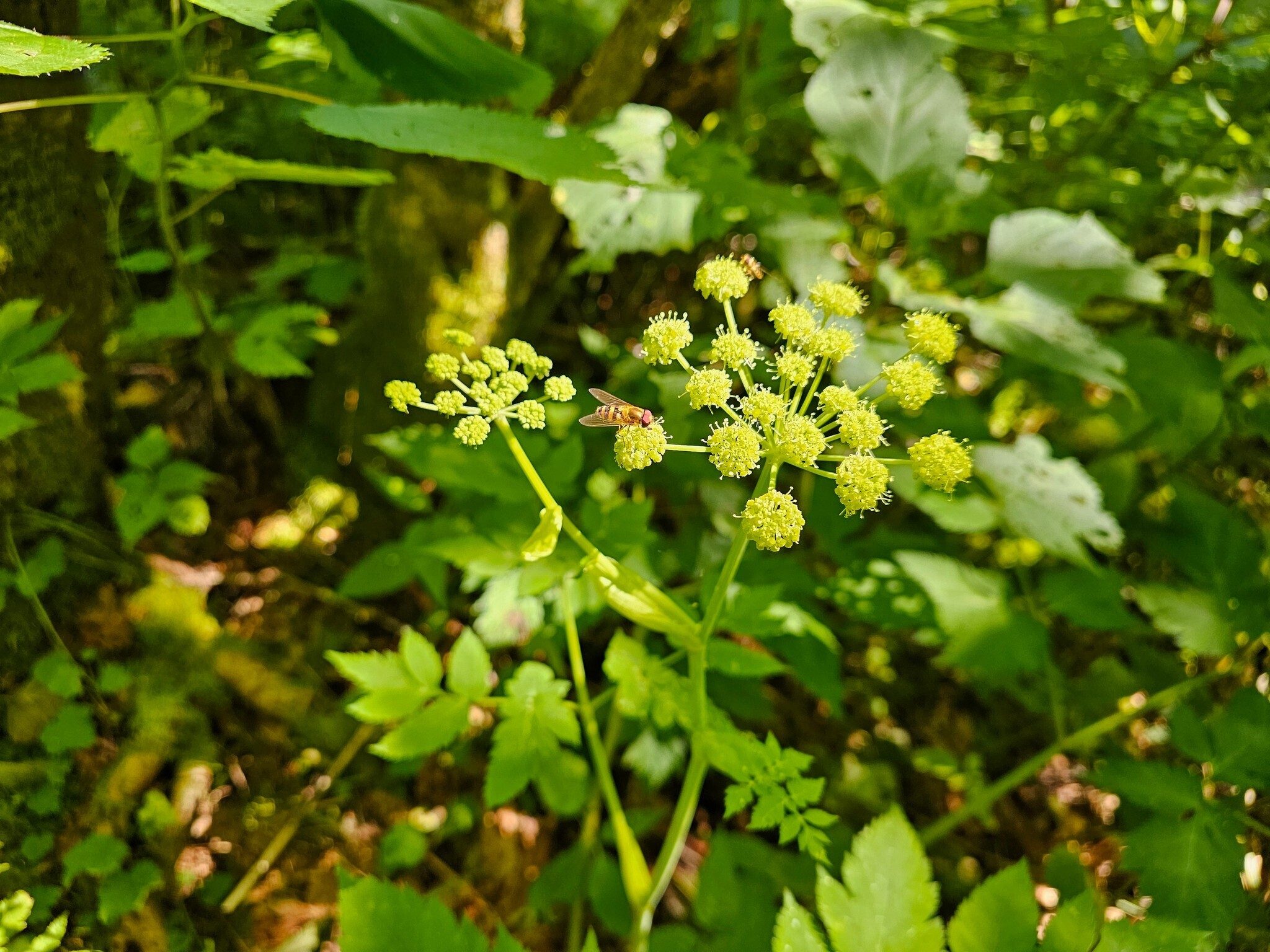 Is those Hoverflies on the Filmy Angelica?