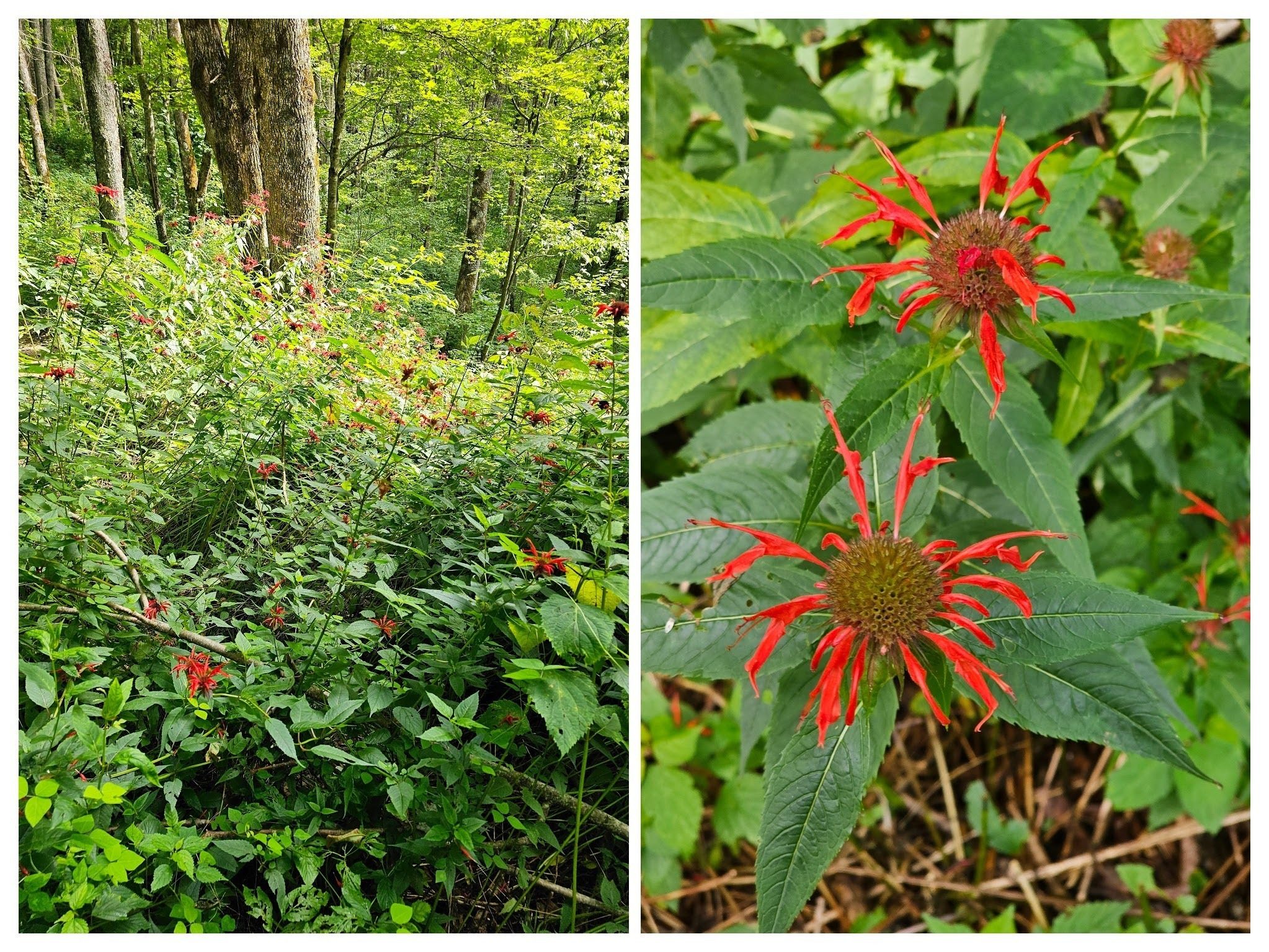 A large patch of Red Bee Balm as we start our way up the AT.