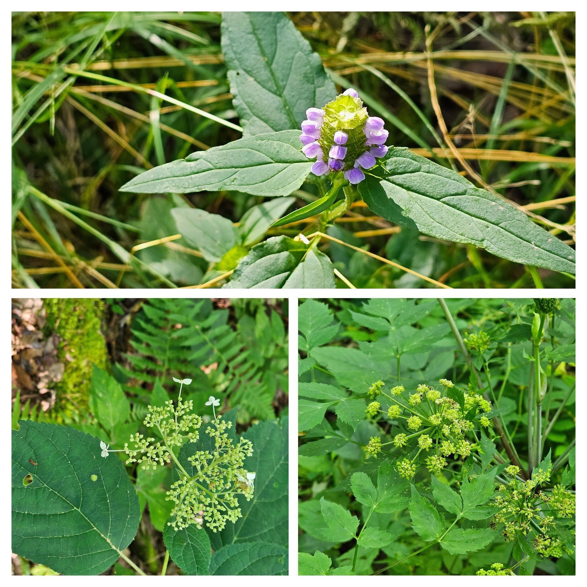 Lots of wildflowers. Top: Heal-all; LR: Filmy Angelica; LL: Wild Hydrangea