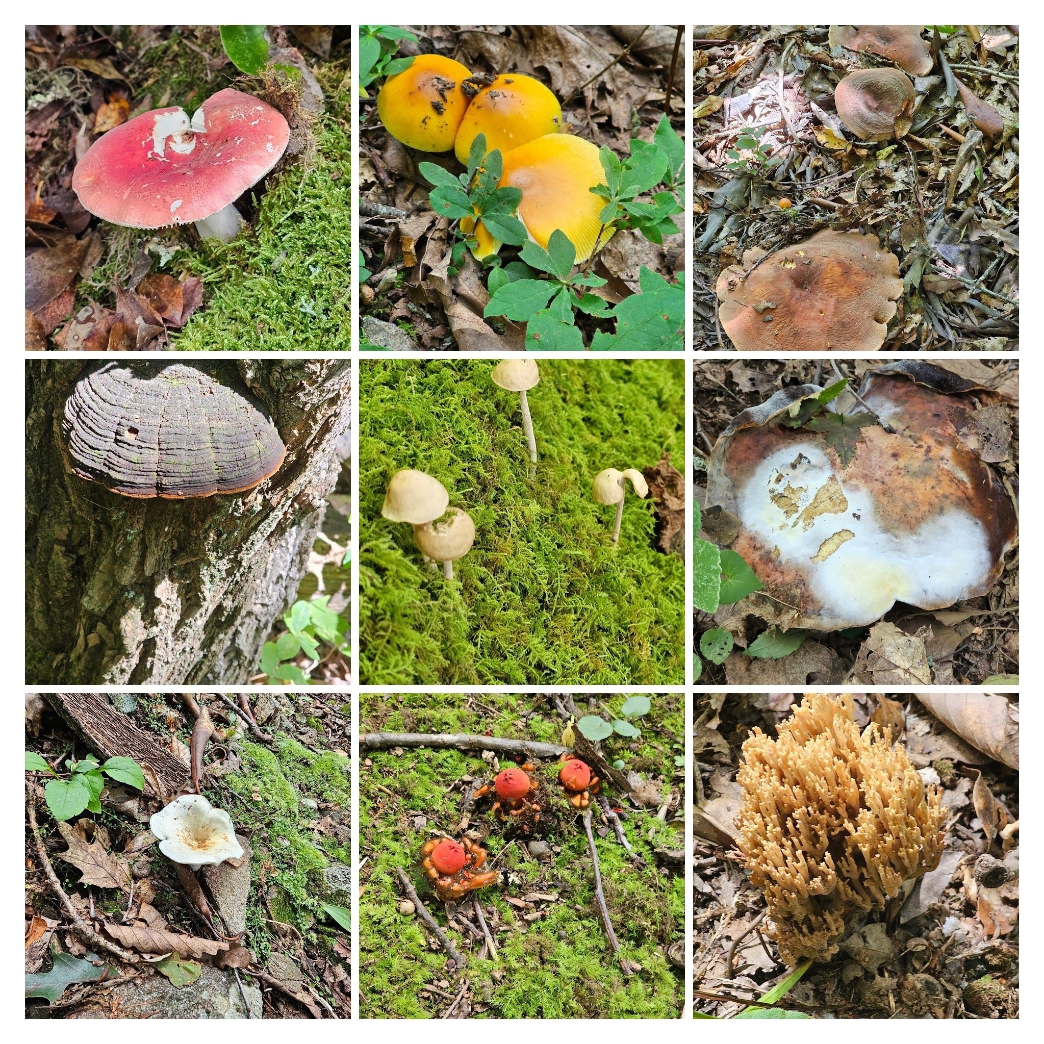 Lots of colorful mushrooms.