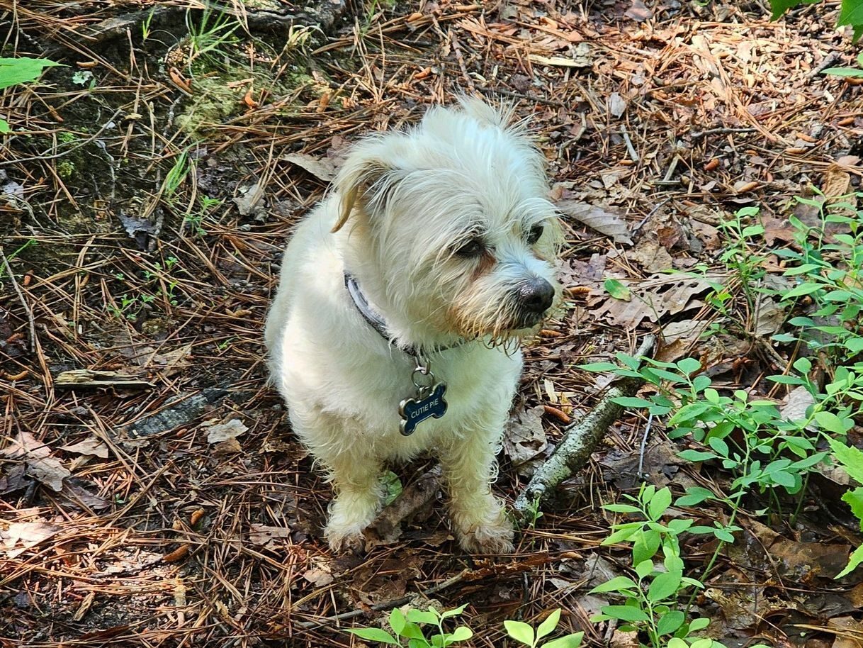 Cutie Pie is so easy-going when hiking.