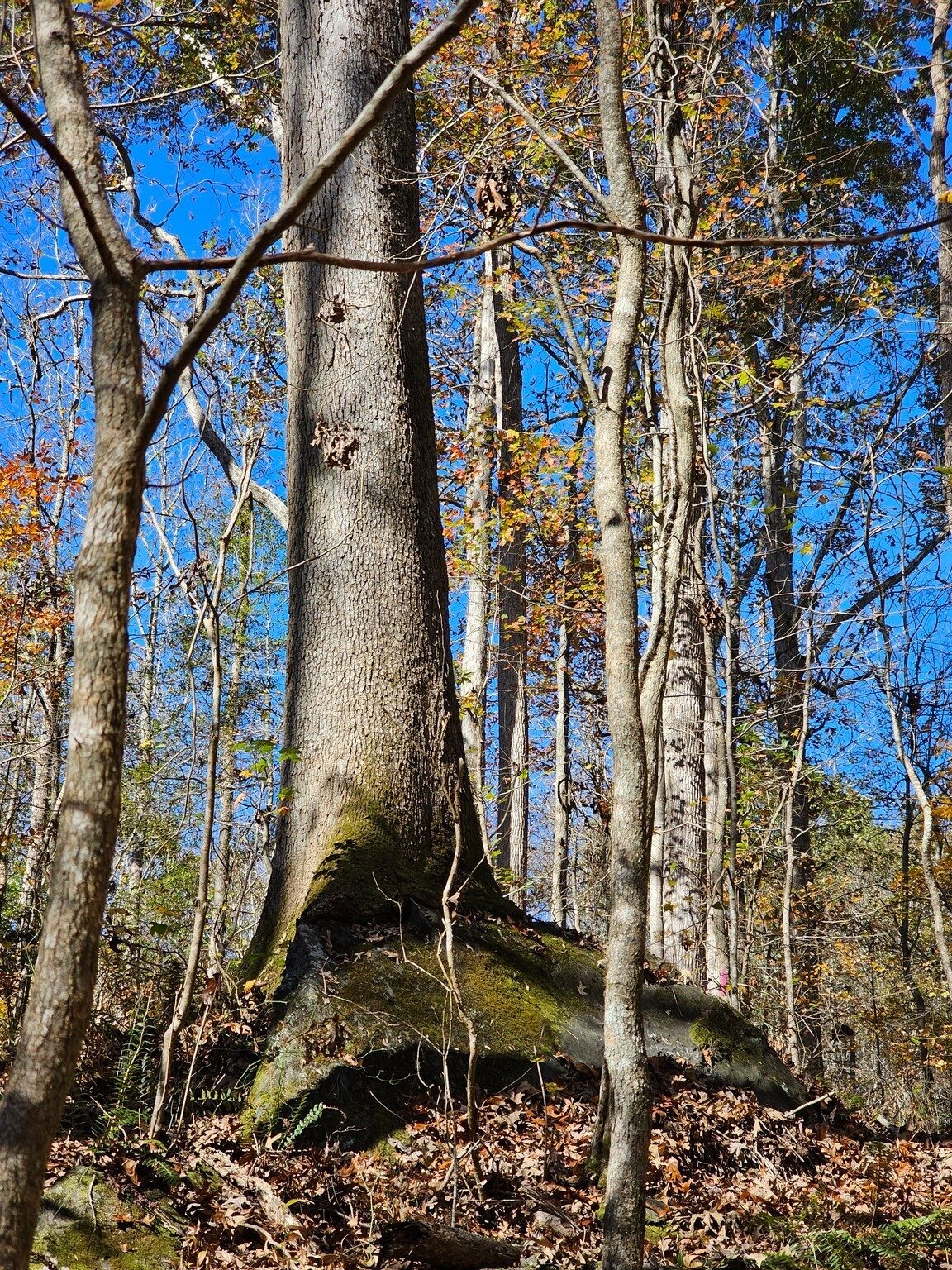 Tree "swallows" large boulder. Another one of those tree adaptation/survival stories.