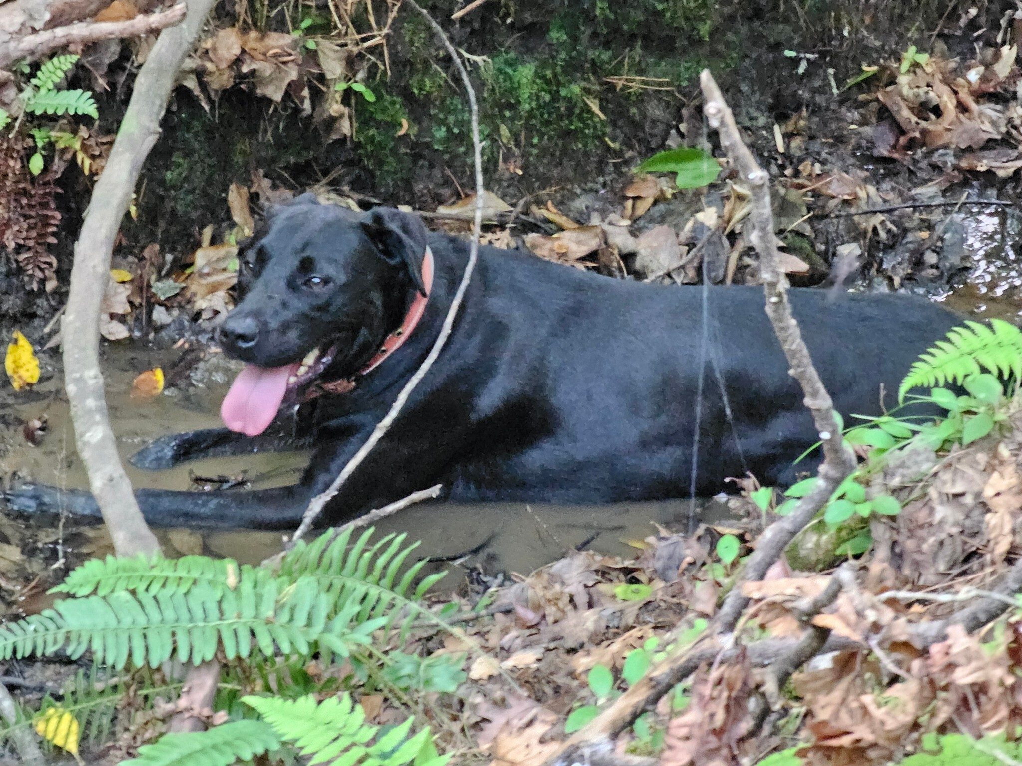 "Try it.  It feels good." Toby prefers to lie down in the water than drink it.