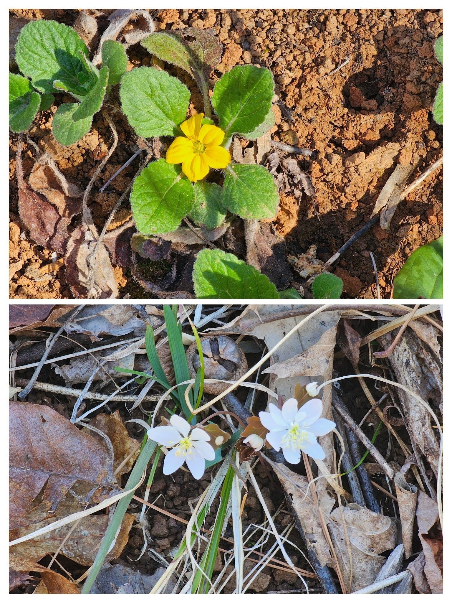 Green & Gold and Bloodroot, too.