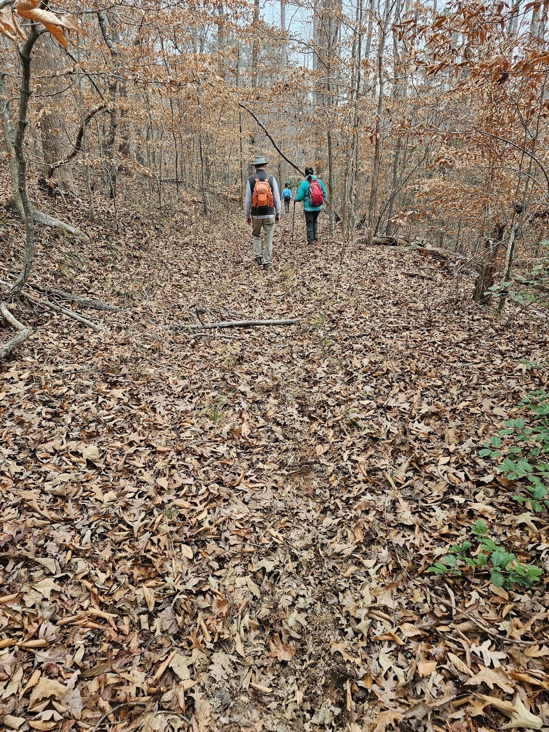 In the bottom section of the Frady Branch Trail, it is a bit mushy under the leaves from both the natural wetness and the heavy horse traffic.