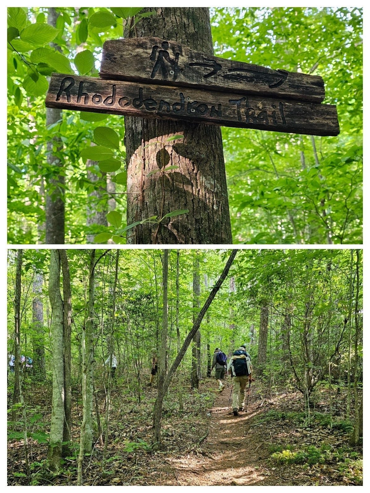 The Rhododendron Trail is nicely marked and in good shape except for one blowdown.