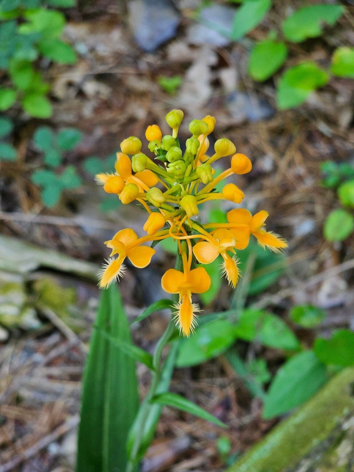 Wow!  What a surprise, a Yellow Fringe Orchid along the road as we start our hike.