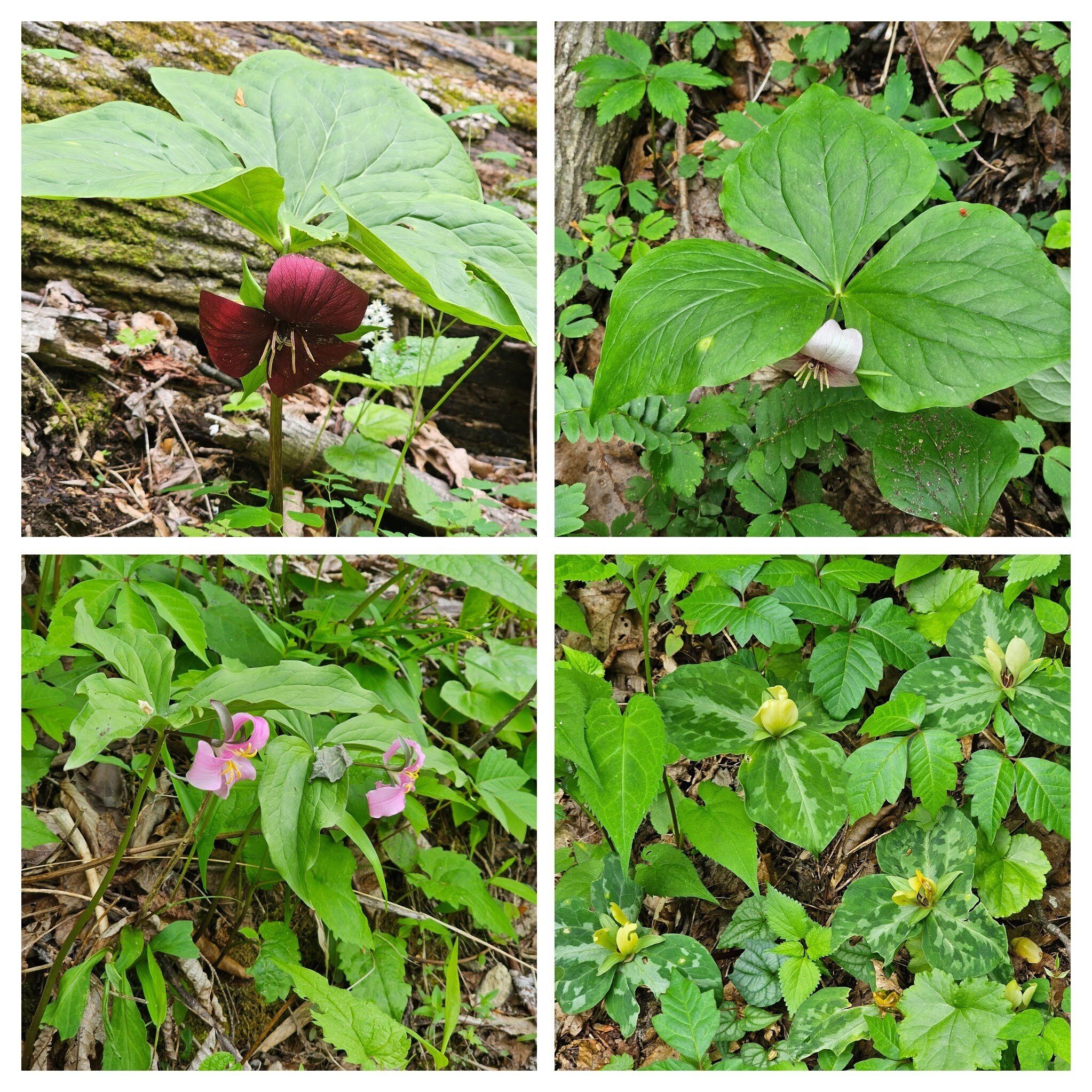 Some of the numerous Trillium.