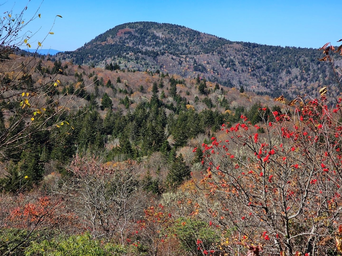 A view of Sam Knob from the trail with Mountain Ash sporting distinctive red-berry clusters, a common site on this hike.