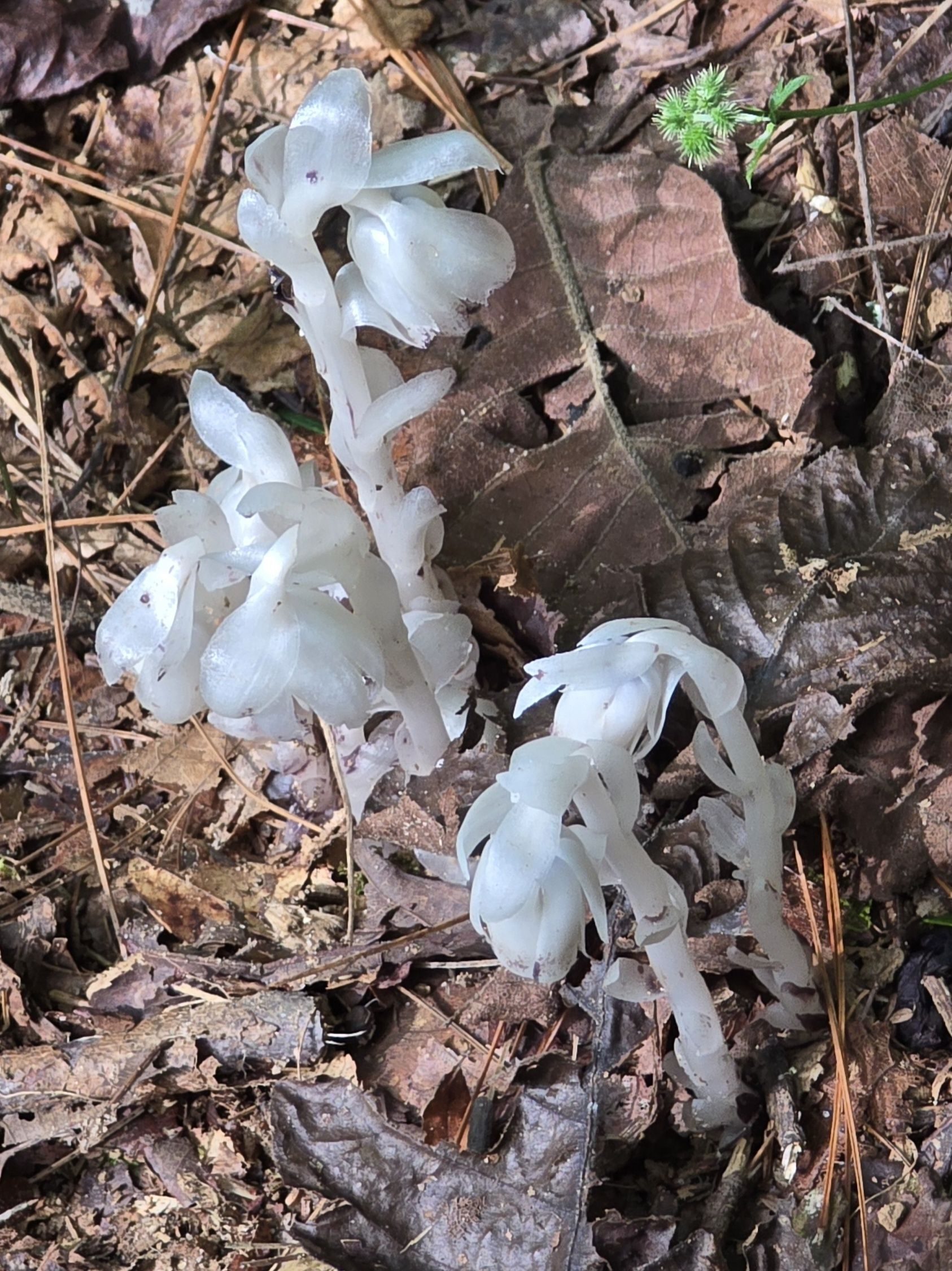 "These ghost pipes or Indian pipes, is an herbaceous, parasitic, non-photosynthesizing, perennial flowering plant." Source: Wikipedia. Photo by Jane Voss.
