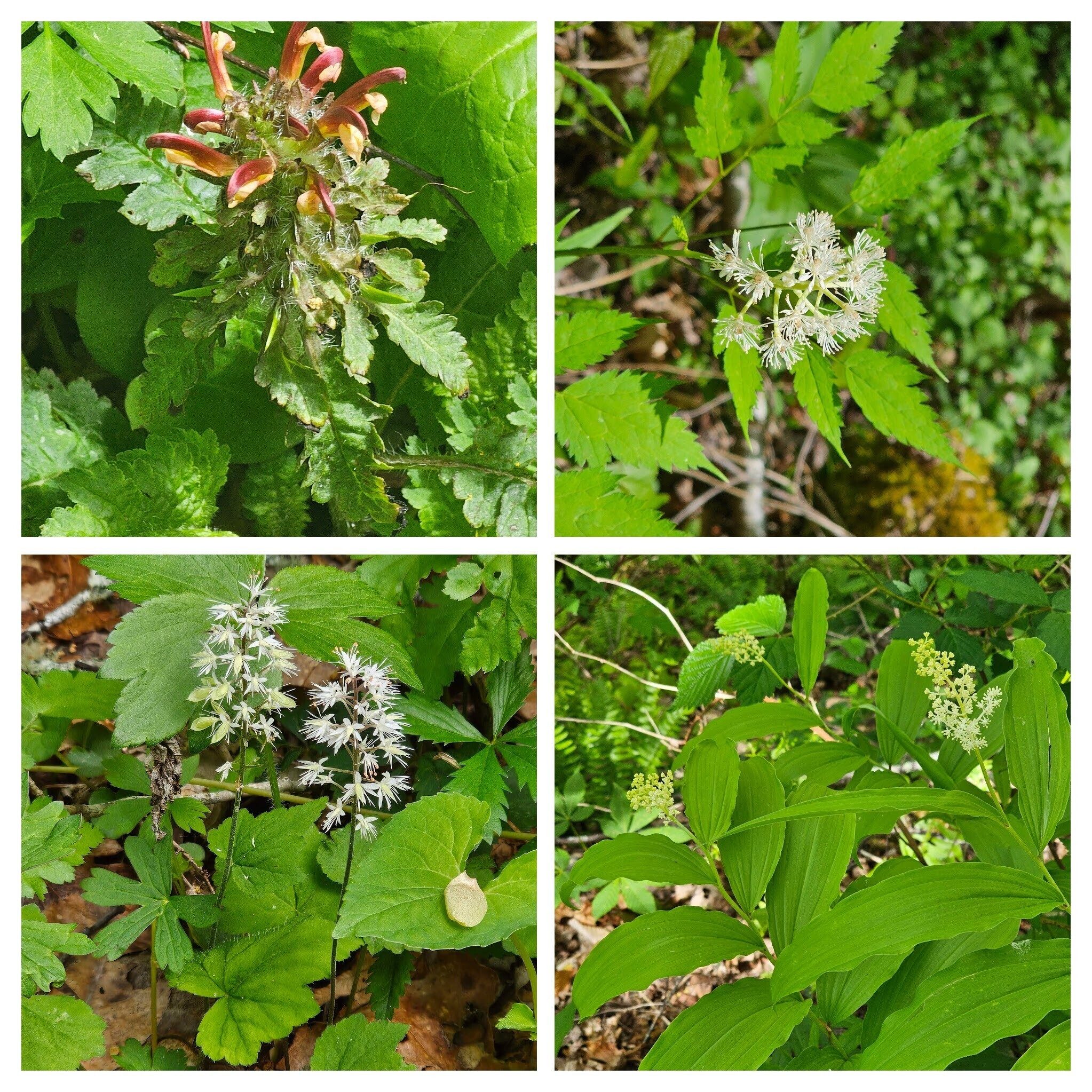 More wildflowers from 10 o'clock CW: Wood betony, White baneberry, False Solomon seal, Foam flower.