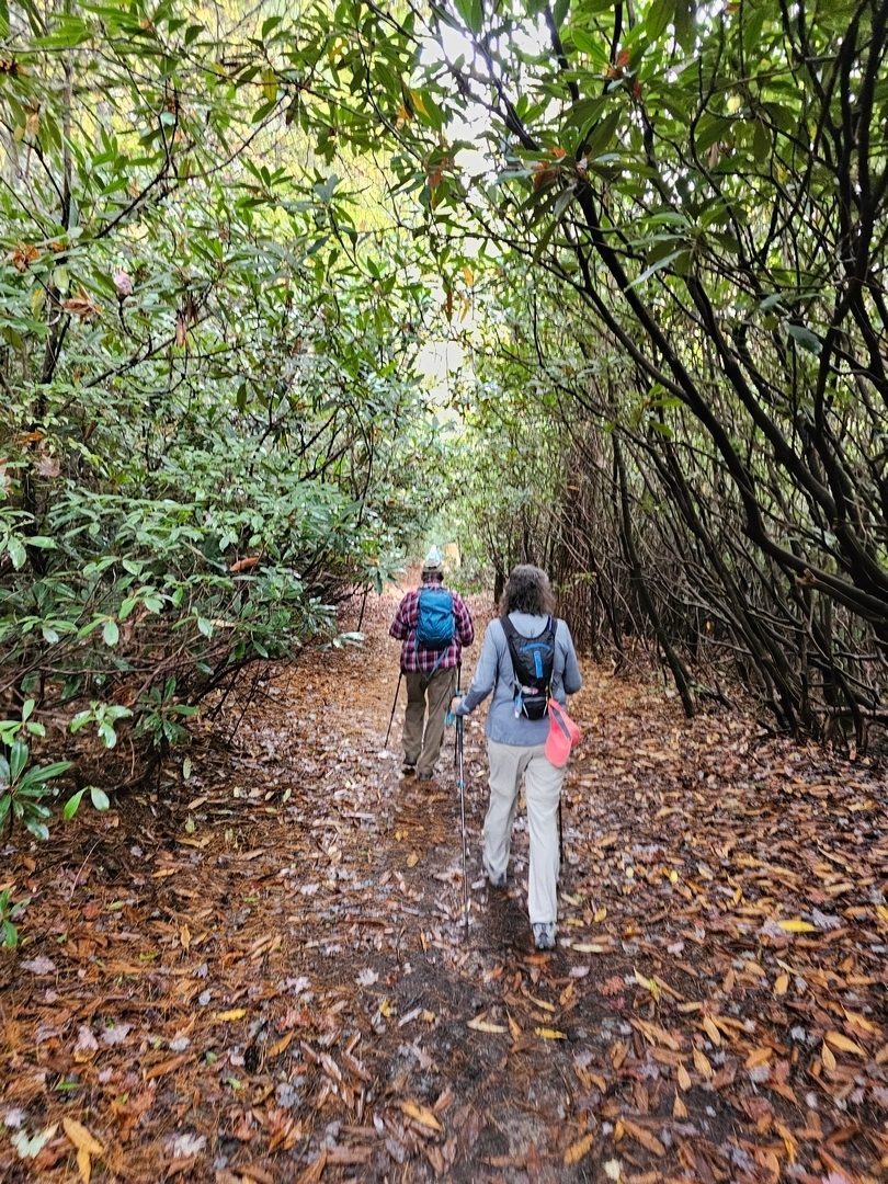 This Mountain laurel tunnel was a pleasant sight.