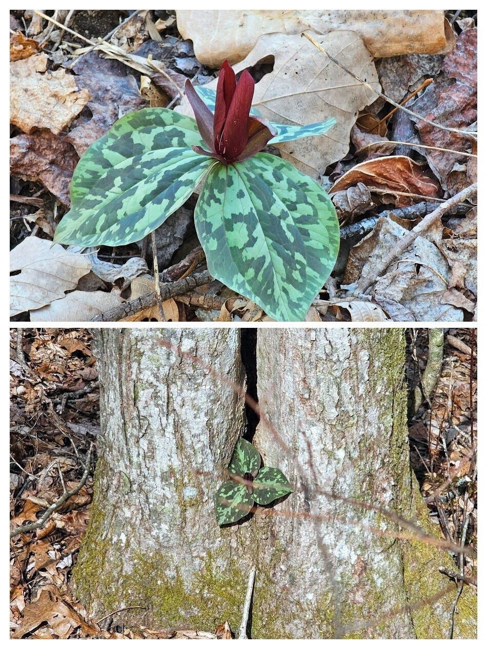 Some wildflowers like these "Little Betsy" Trillium toward the end of the trail
