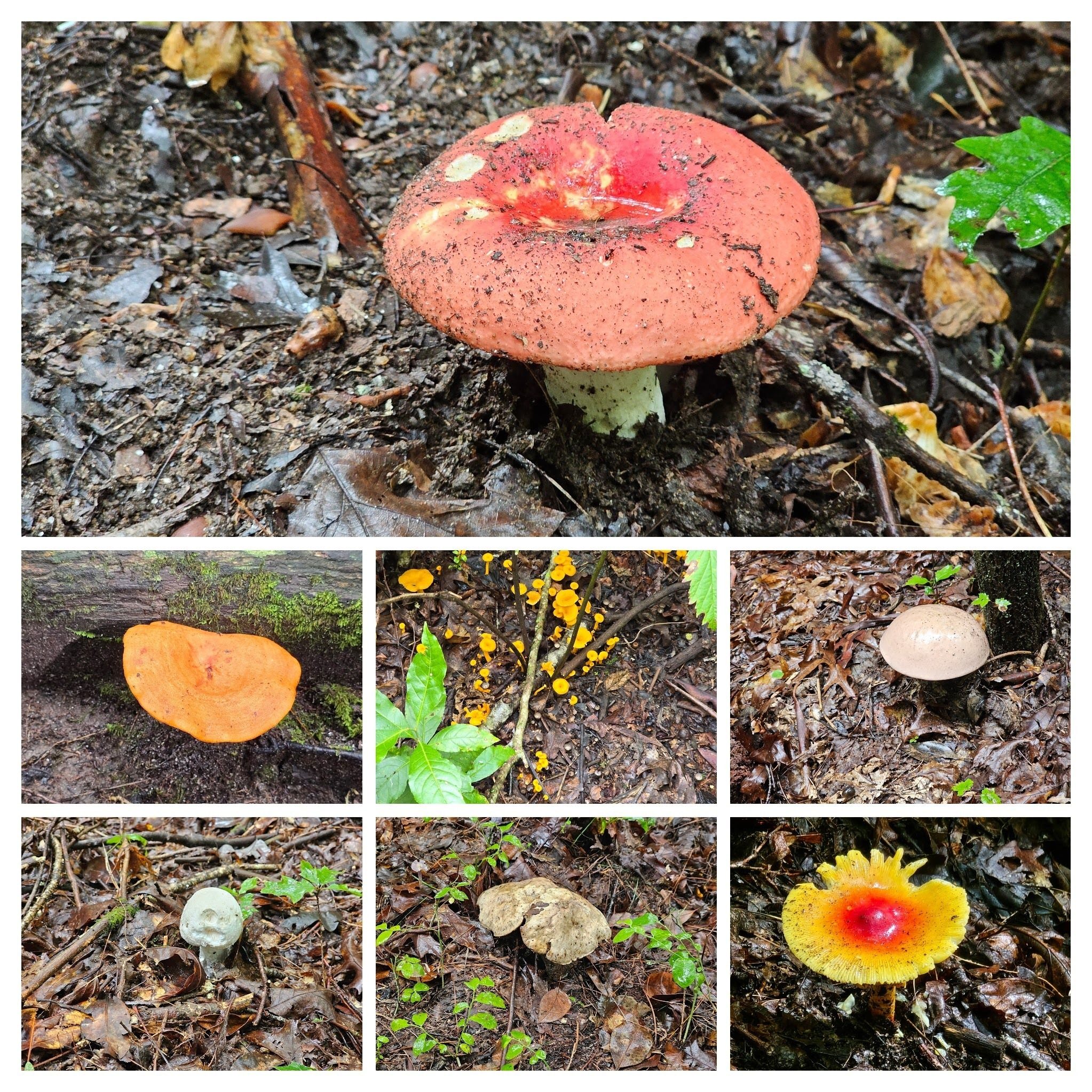 With the recent rains, it was ideal conditions for fungi.  Most photos by Jane Voss
