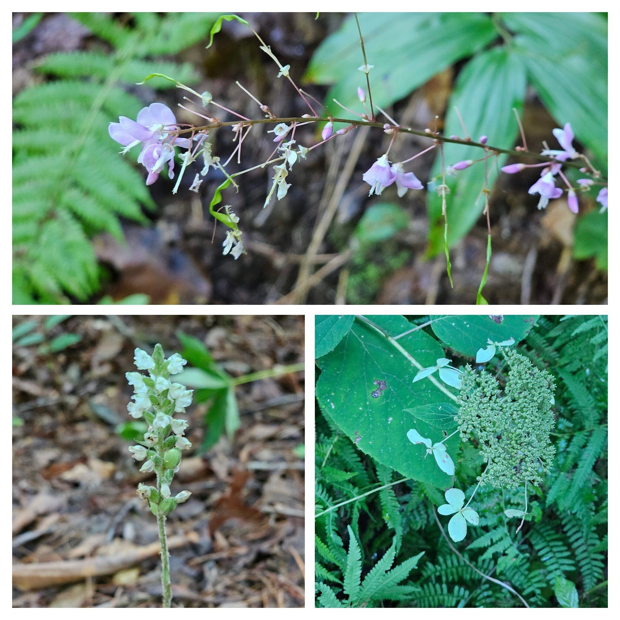While not the showiest wildflowers, these Beggar lice (top), Smooth (Wild) hydrangea (LR) and Rattlesnake-plantain (LL) were frequently seen on this hike.