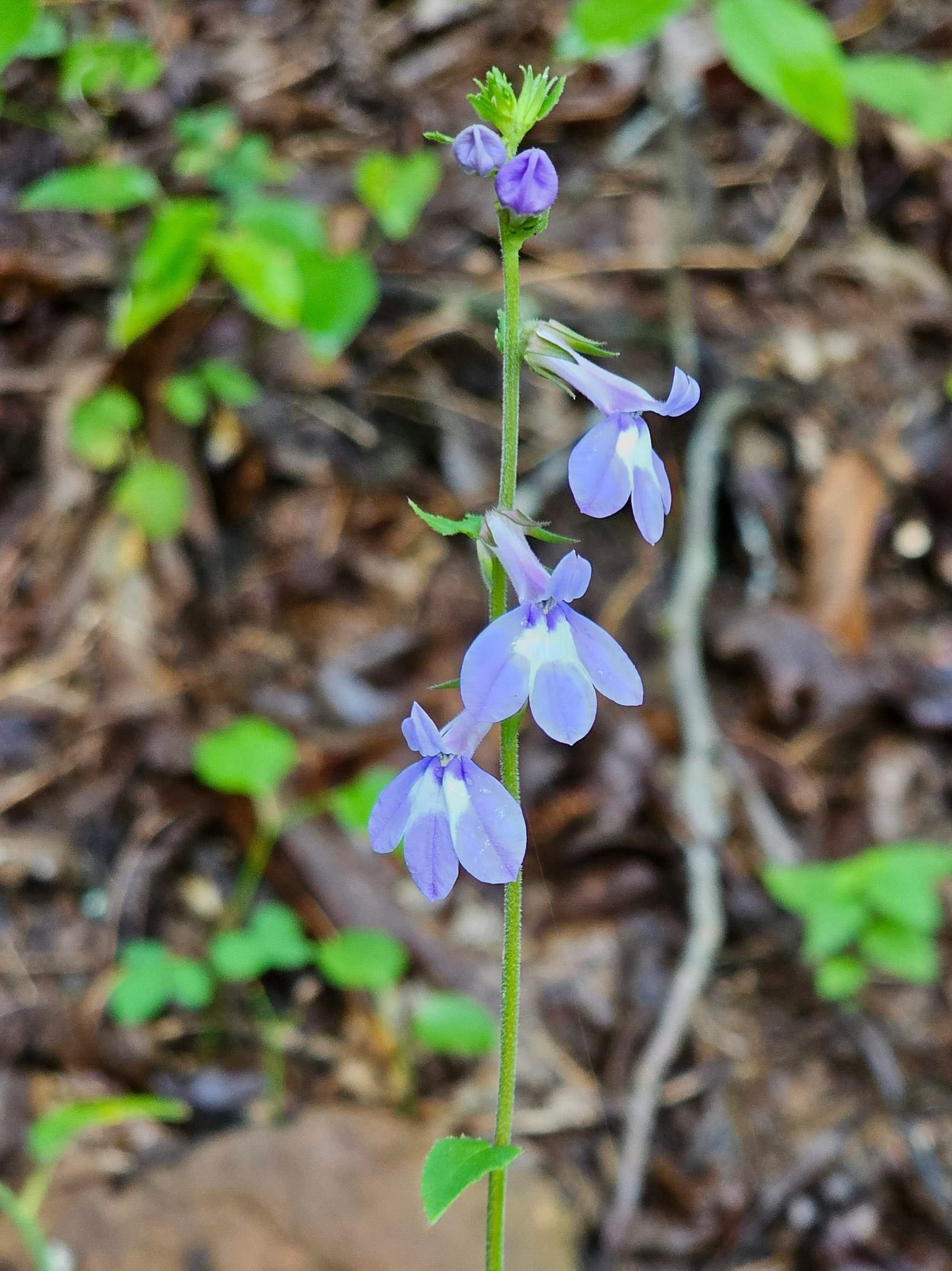 Lobelia was seen sporadically along the trail.  "Blue" flowers are my favorite.