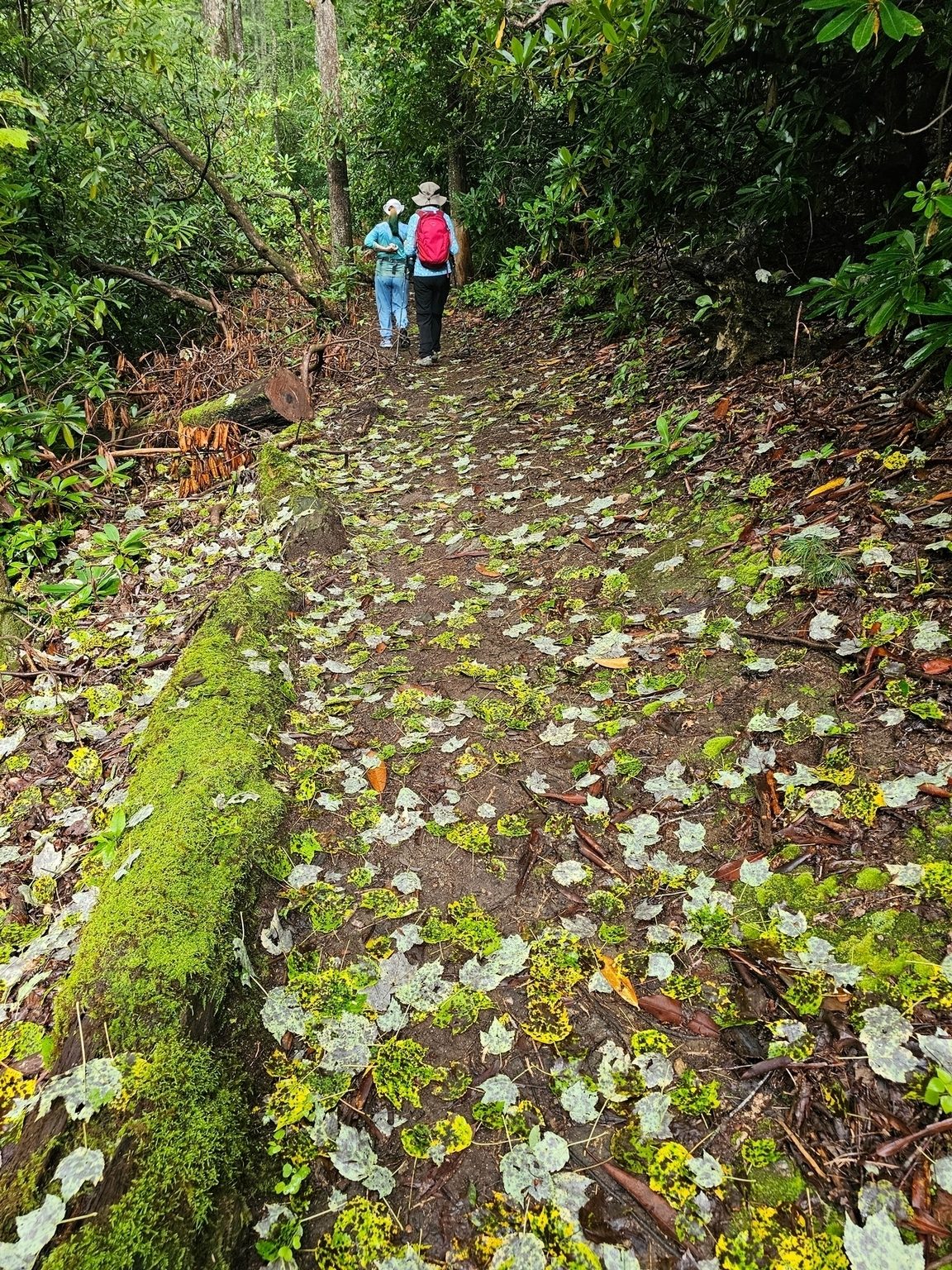 Jane and Jenny passing over this picturesque "snow fall" of leaves on the trail.