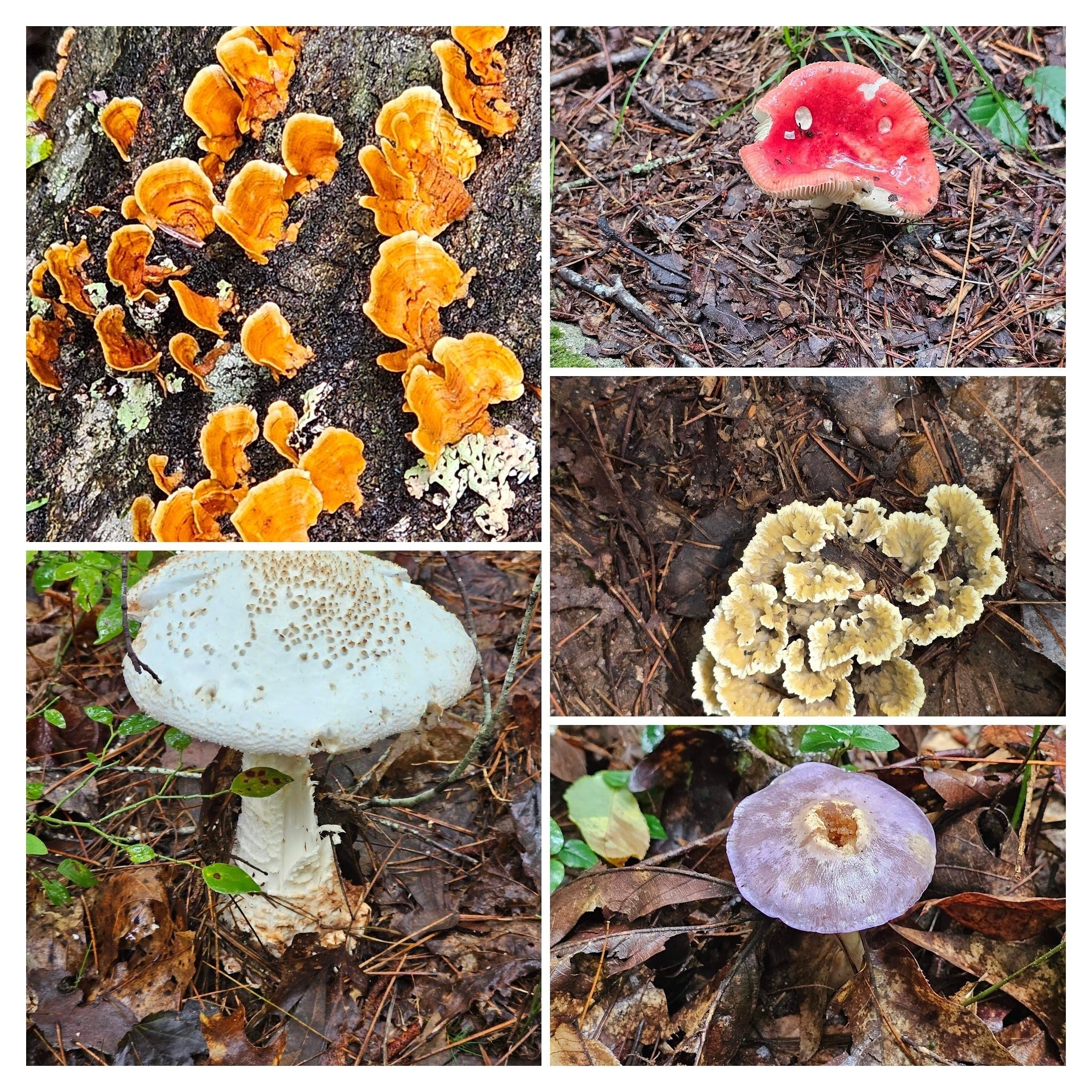 A variety of mushrooms from the recent wet weather.  Photos by Jane Voss.